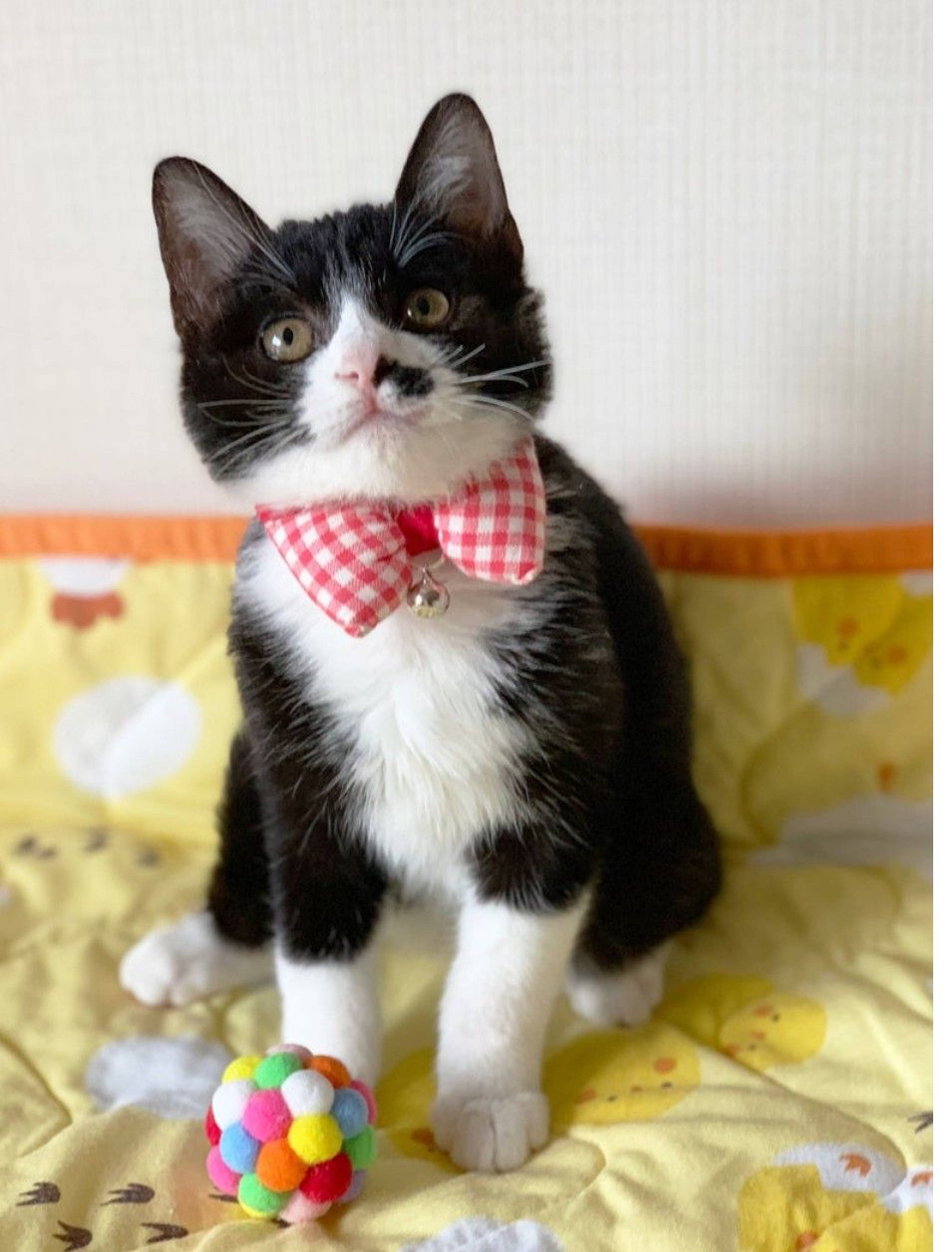 雑種（ミックス猫）・オスの里親募集の写真