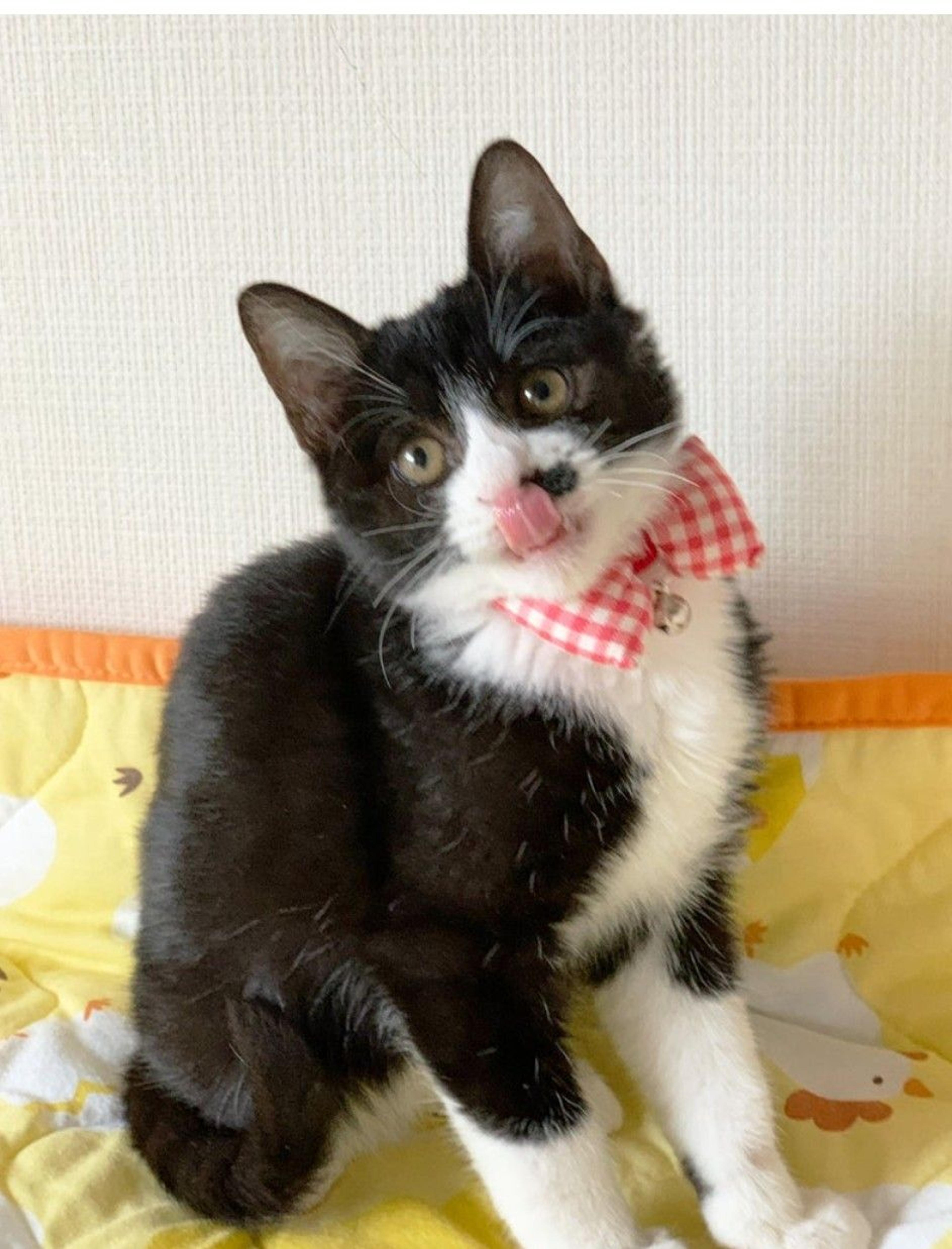 pet-image-2