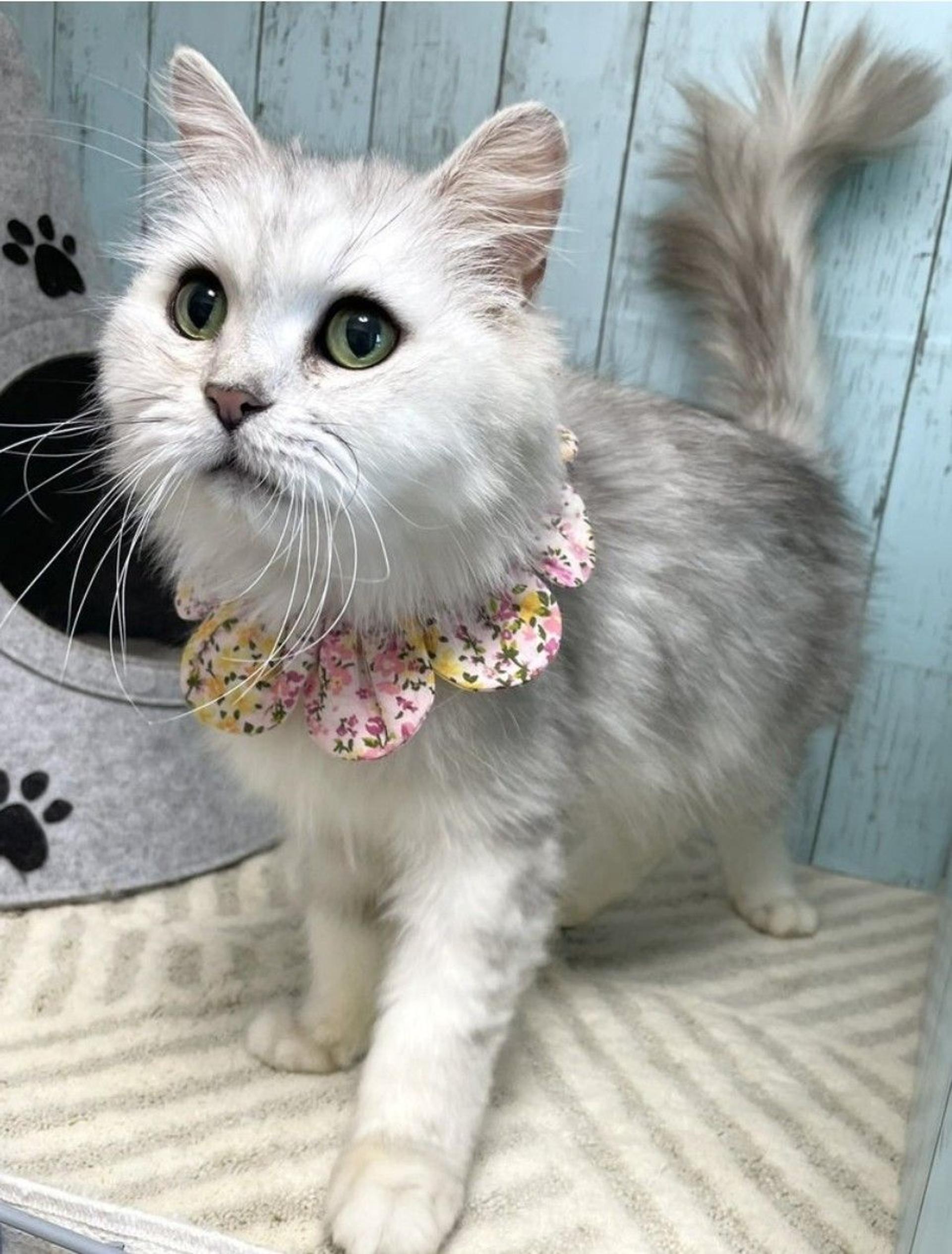 pet-image-2