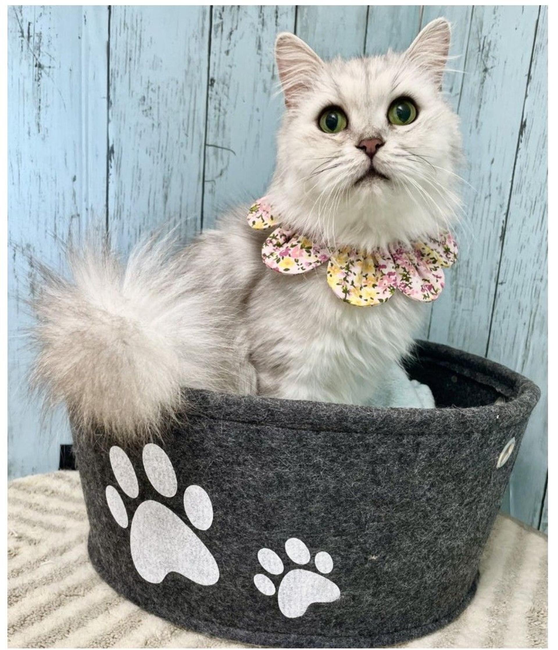 pet-image-3