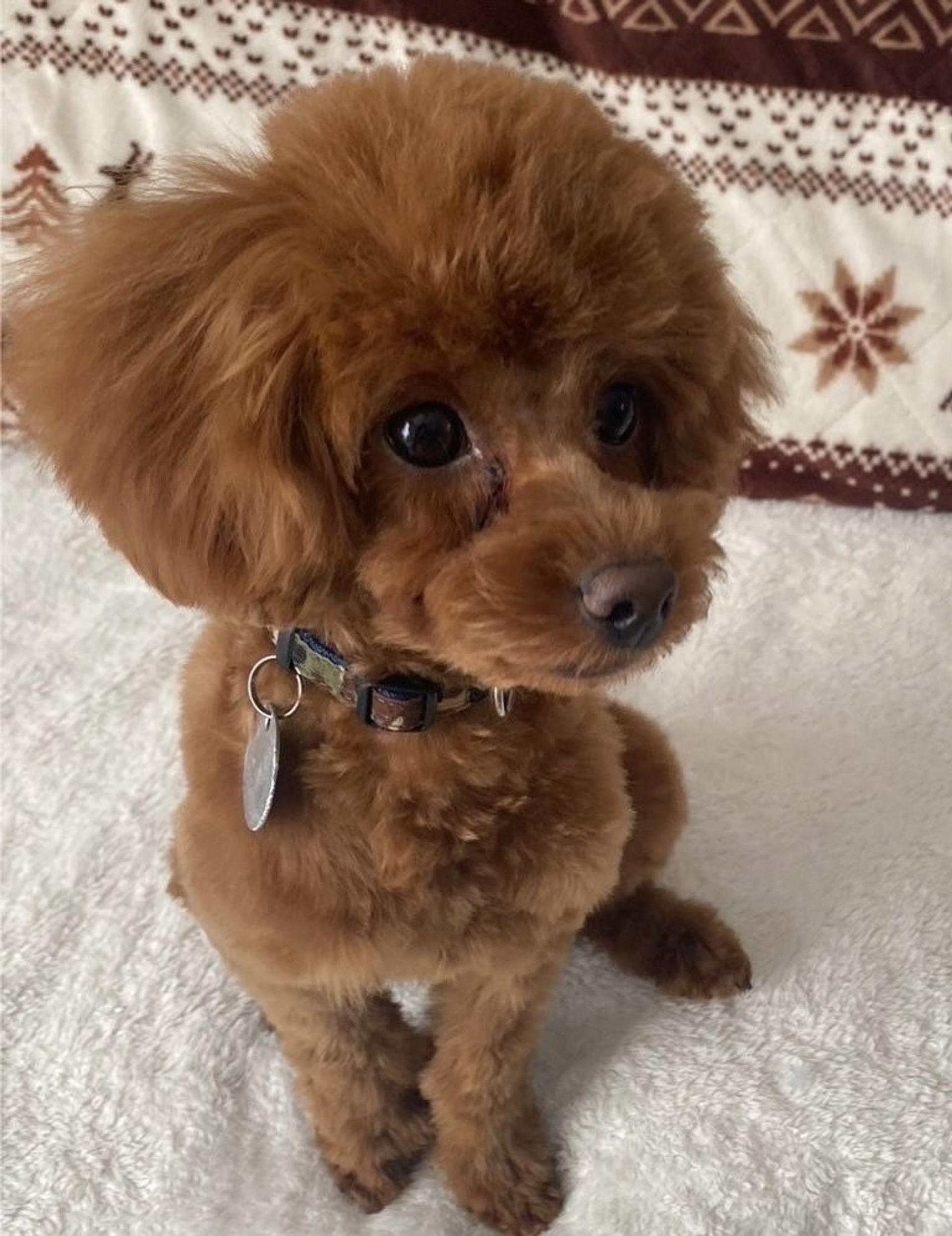 pet-image-2