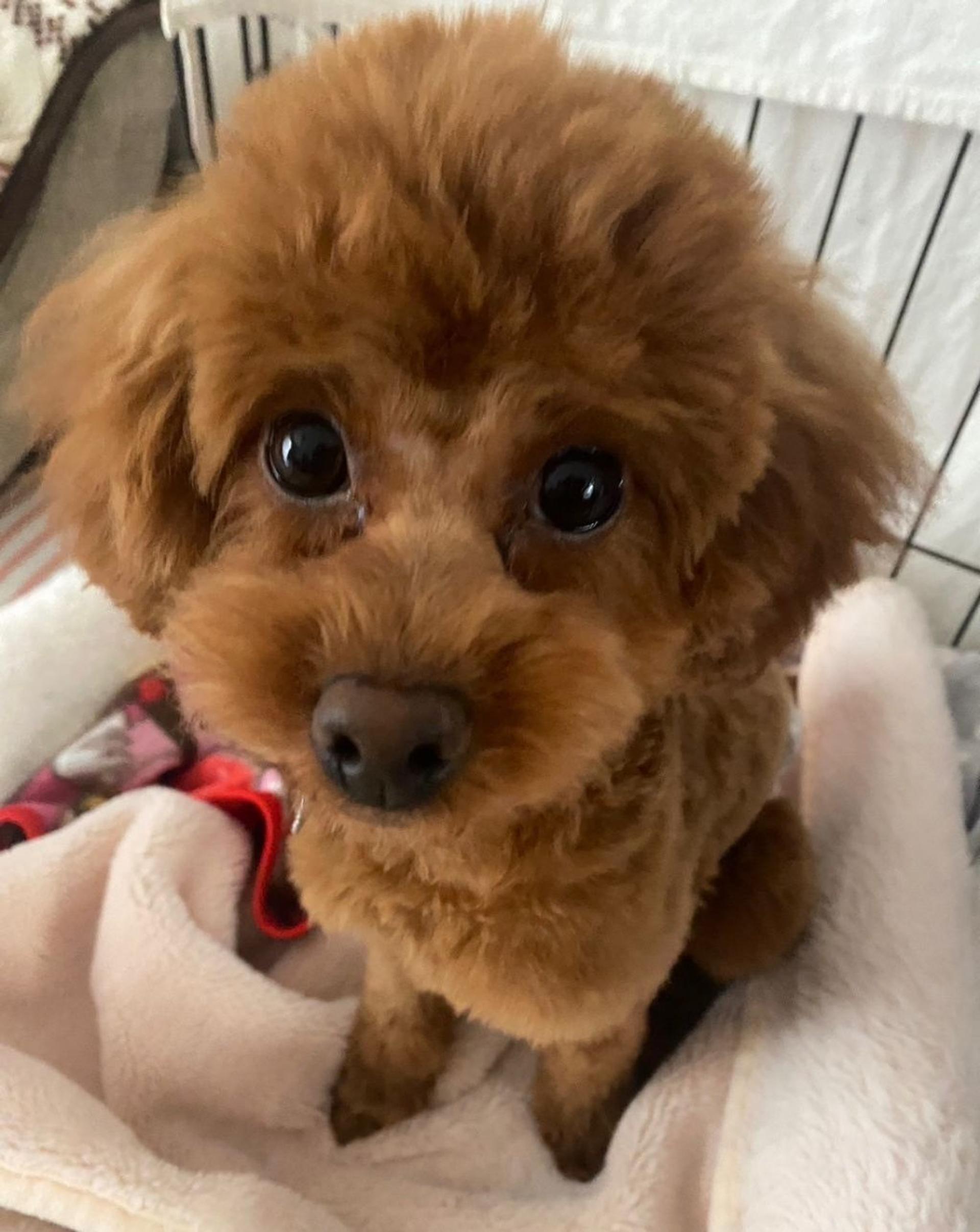 pet-image-4