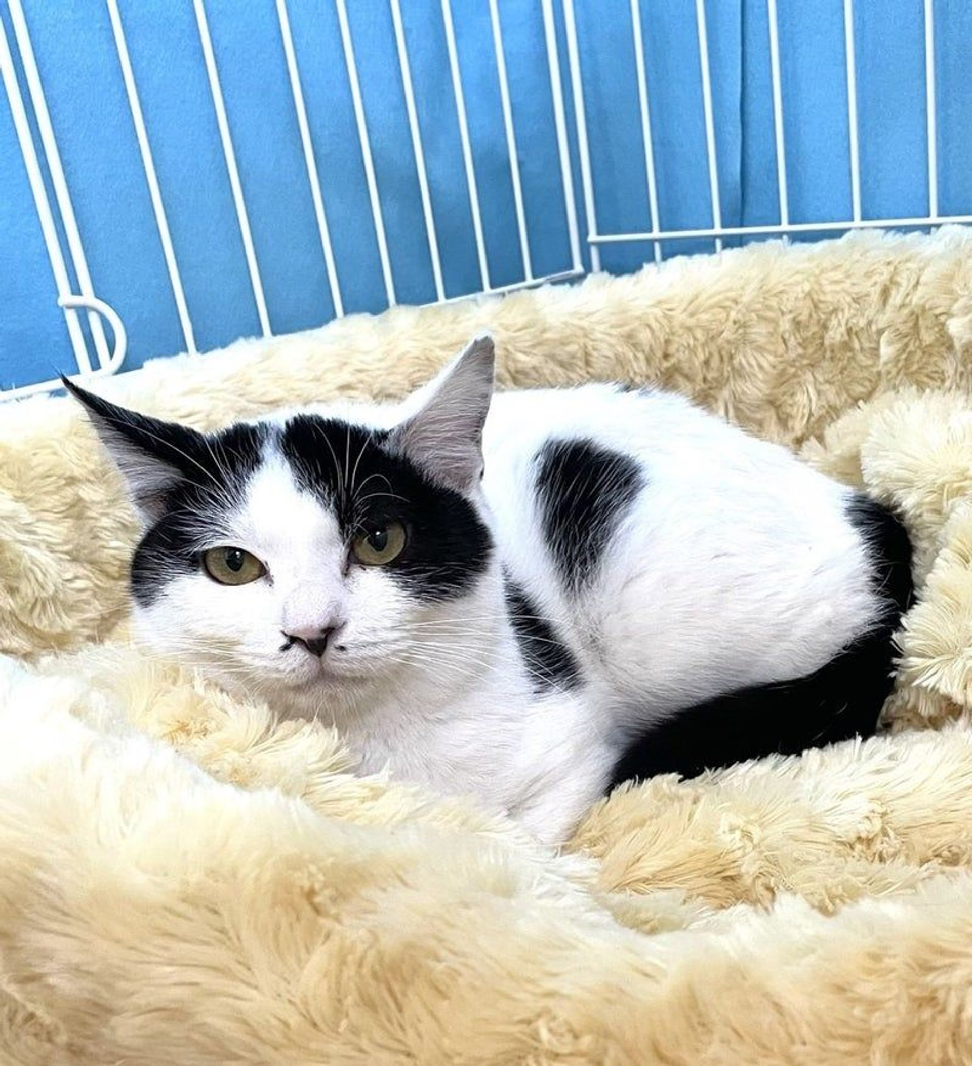 雑種（ミックス猫）・メスの里親募集の写真