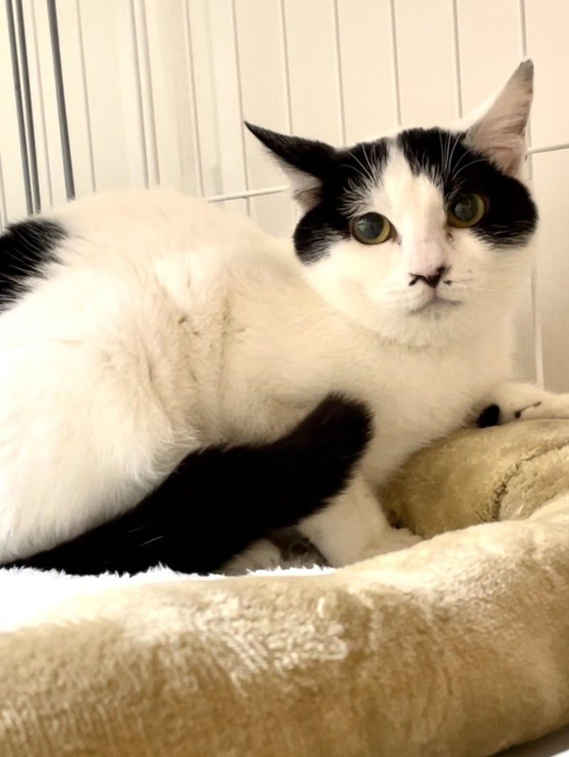 pet-image-3
