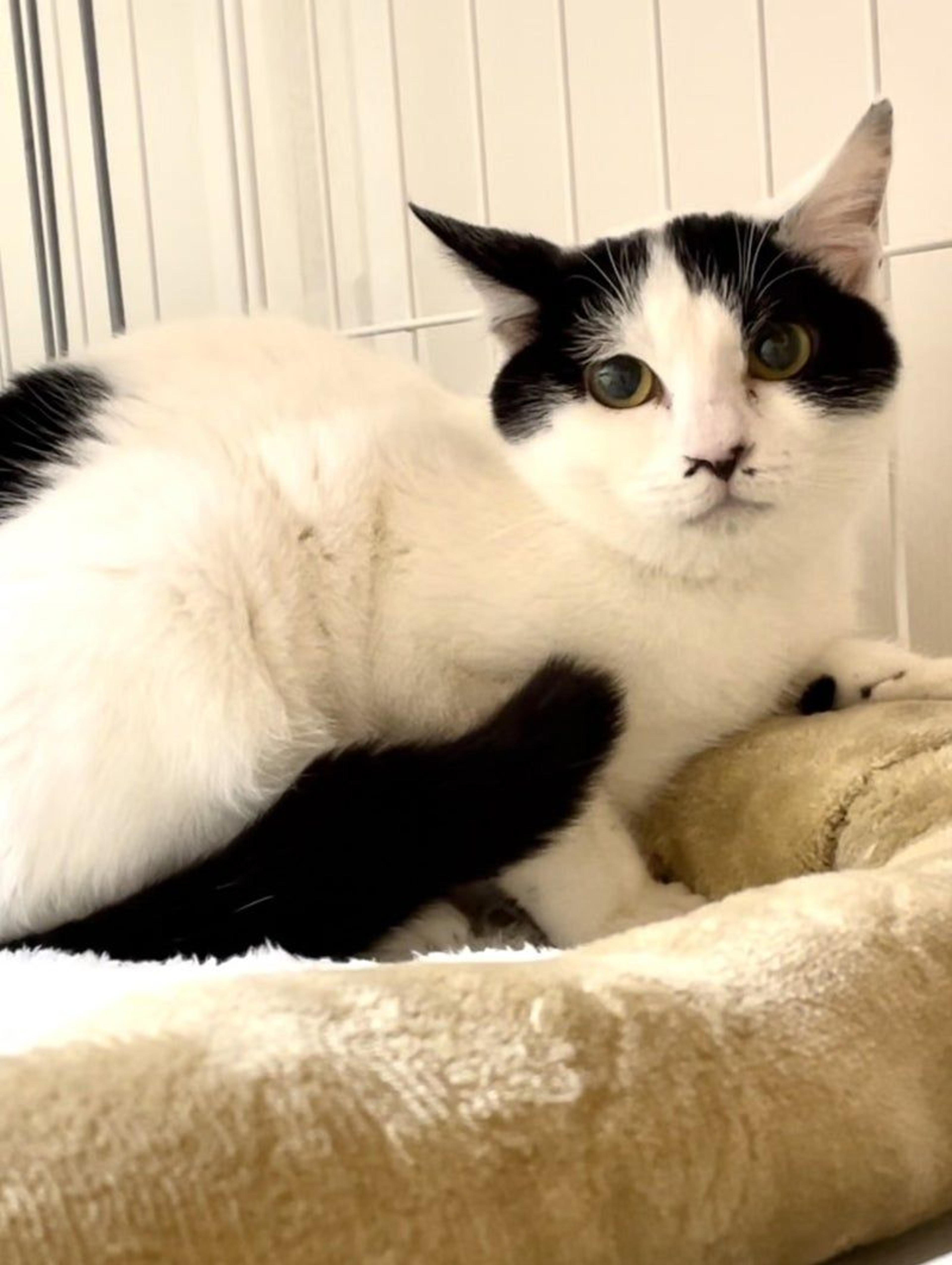 pet-image-3