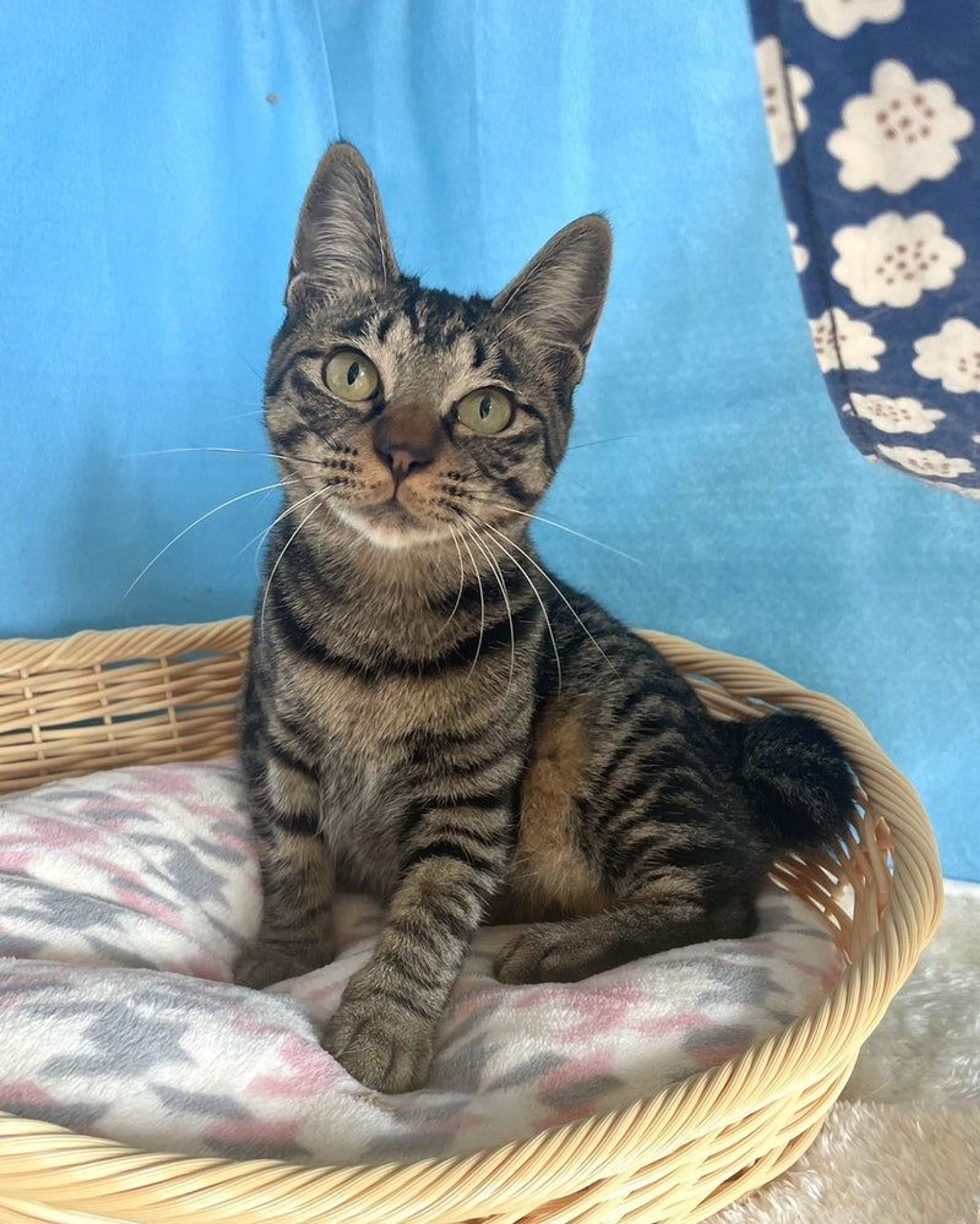 雑種（ミックス猫）・メスの里親募集の写真