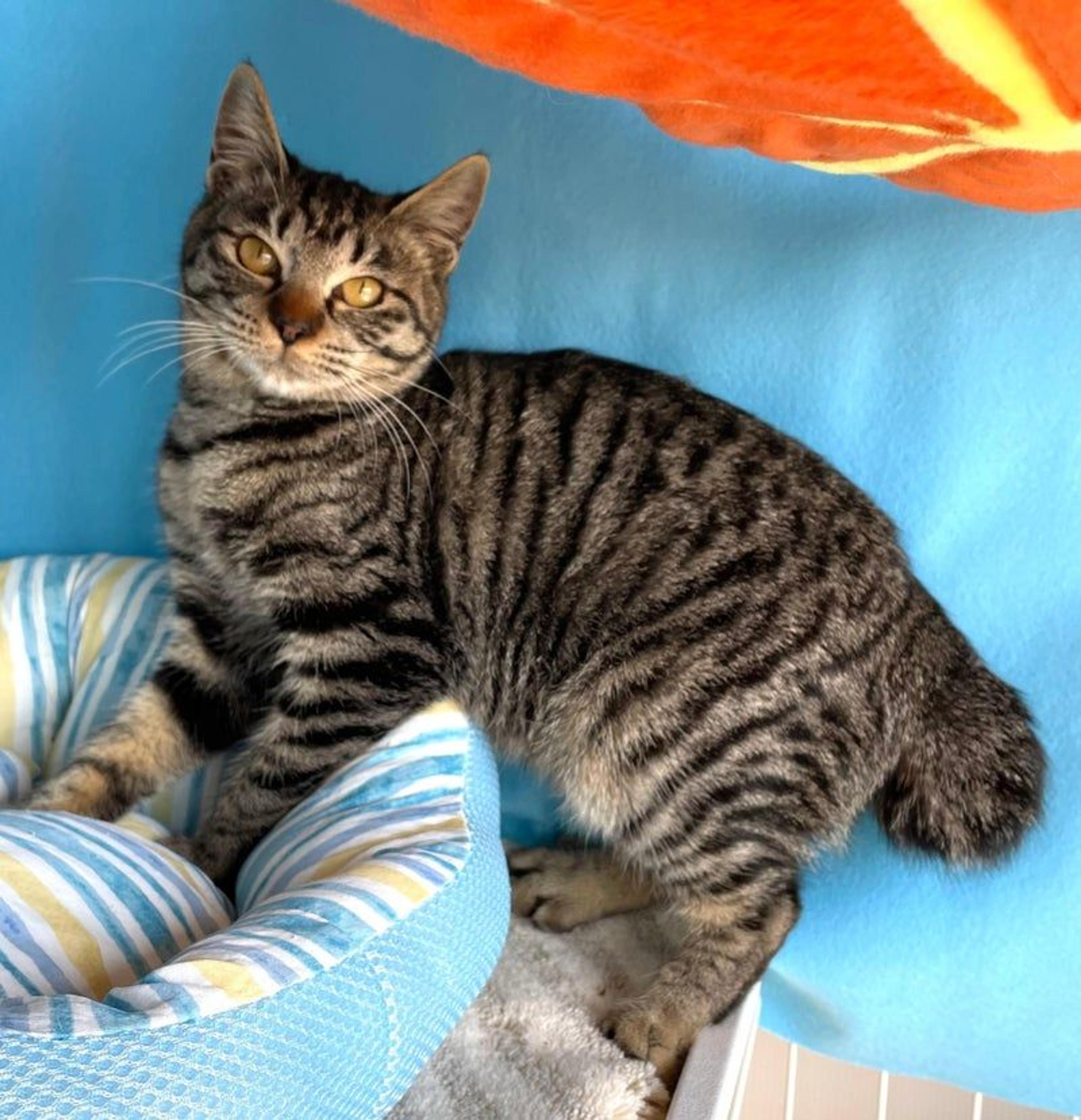 pet-image-2