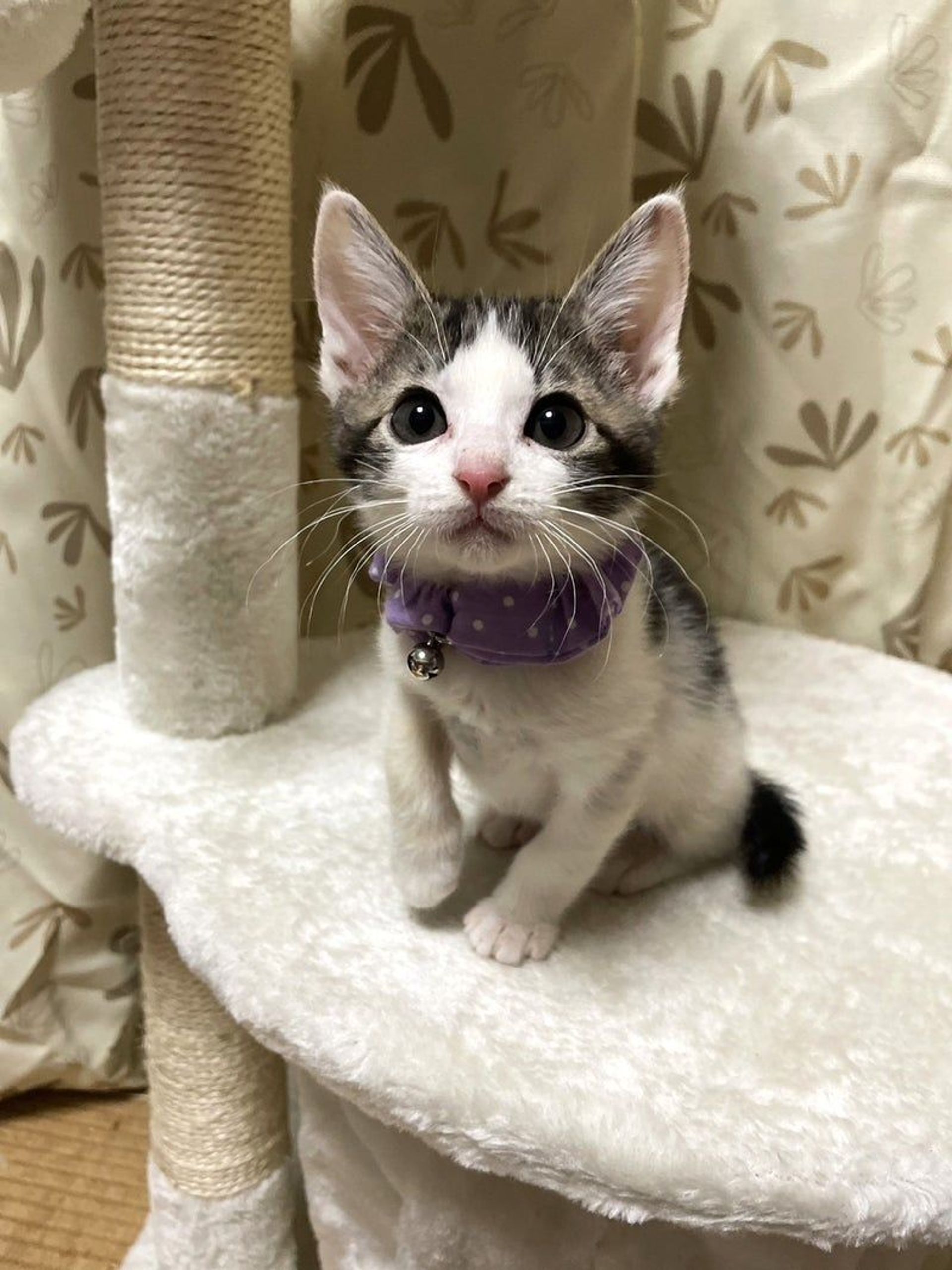 雑種（ミックス猫）・オスの里親募集の写真