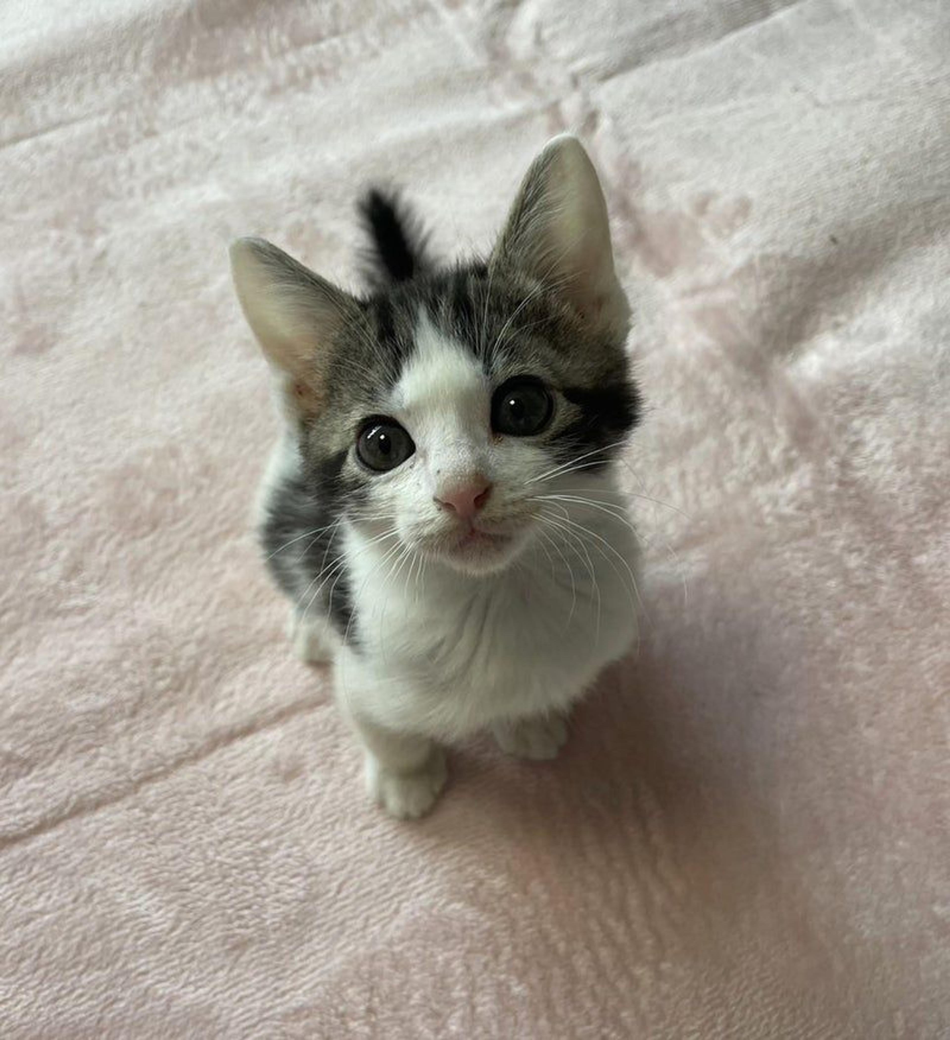 pet-image-2