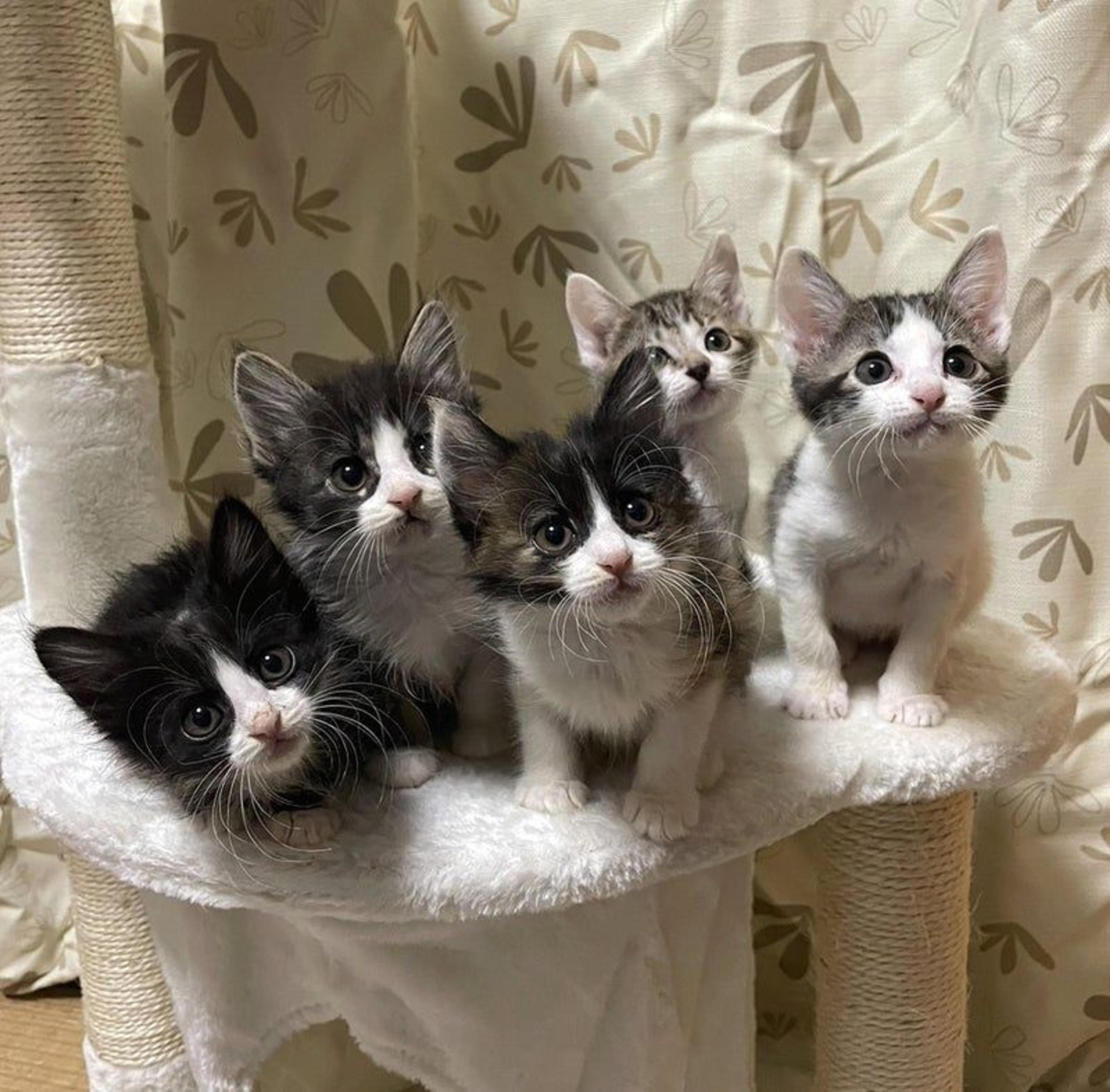 pet-image-3