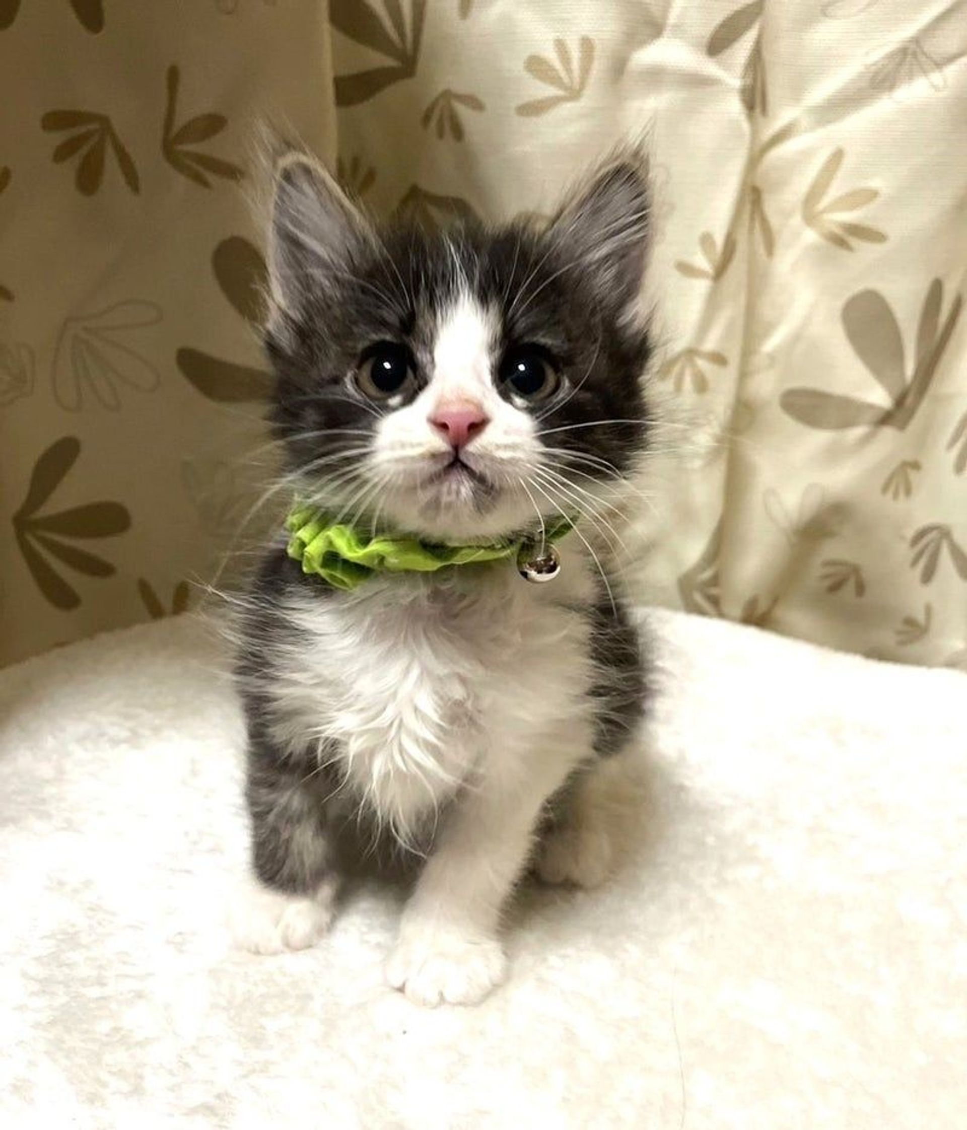 雑種（ミックス猫）・オスの里親募集の写真
