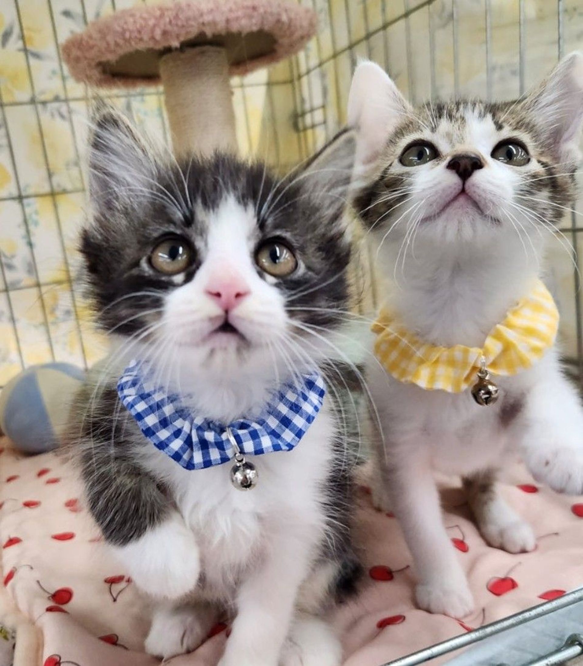 雑種（ミックス猫）・オスの里親募集の写真