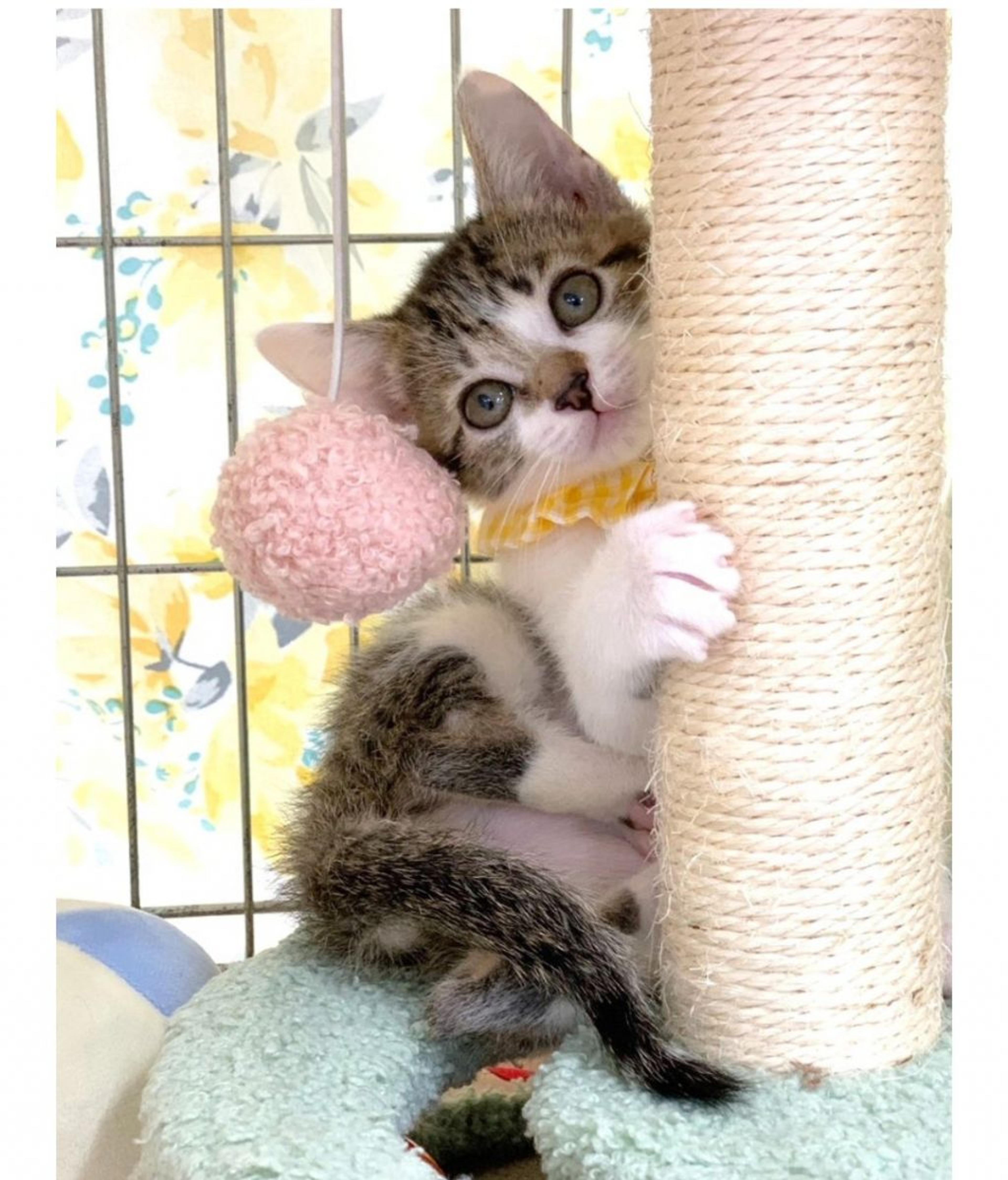 pet-image-2