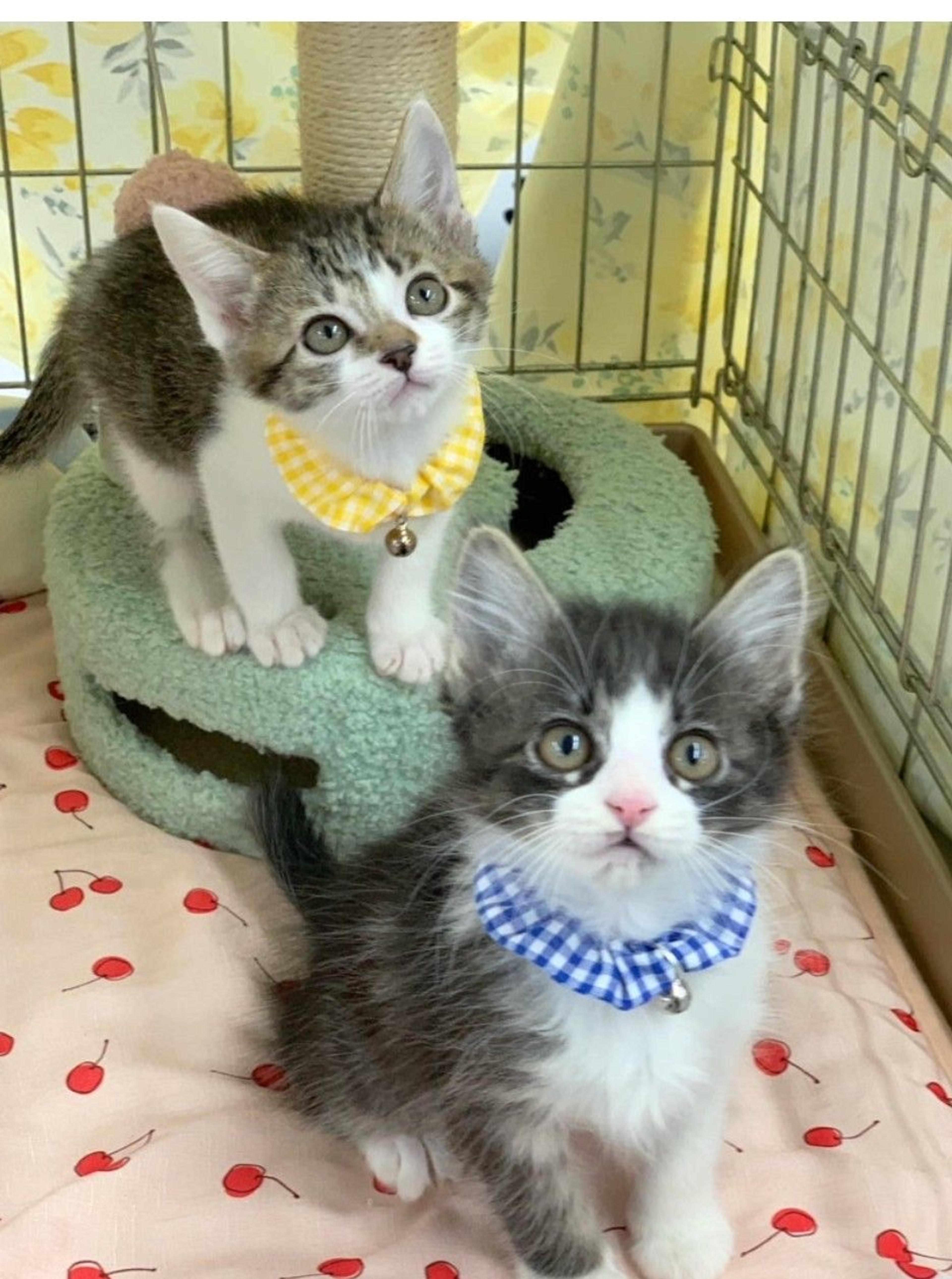 pet-image-3