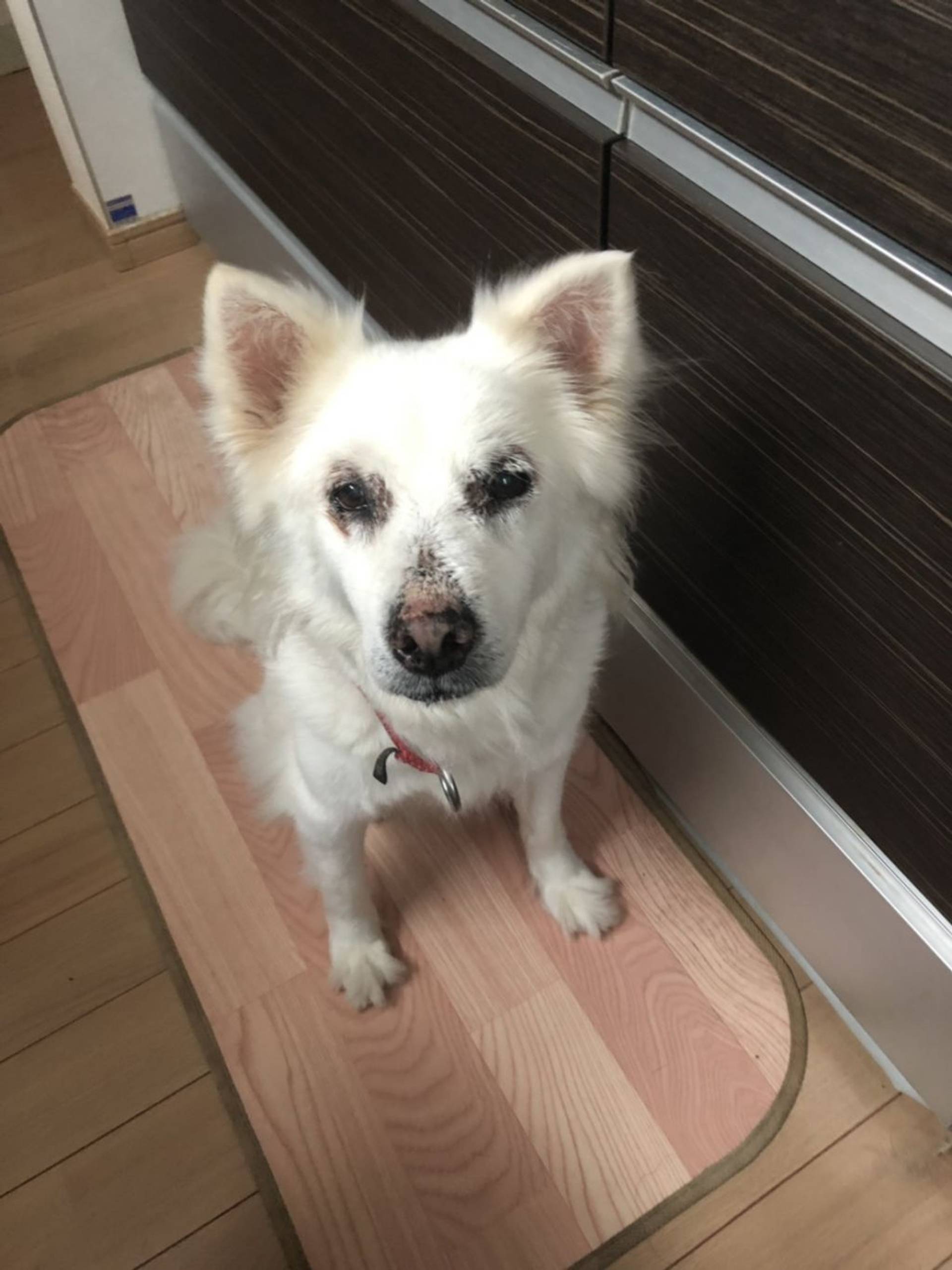 雑種（ミックス犬）・メスの里親募集の写真