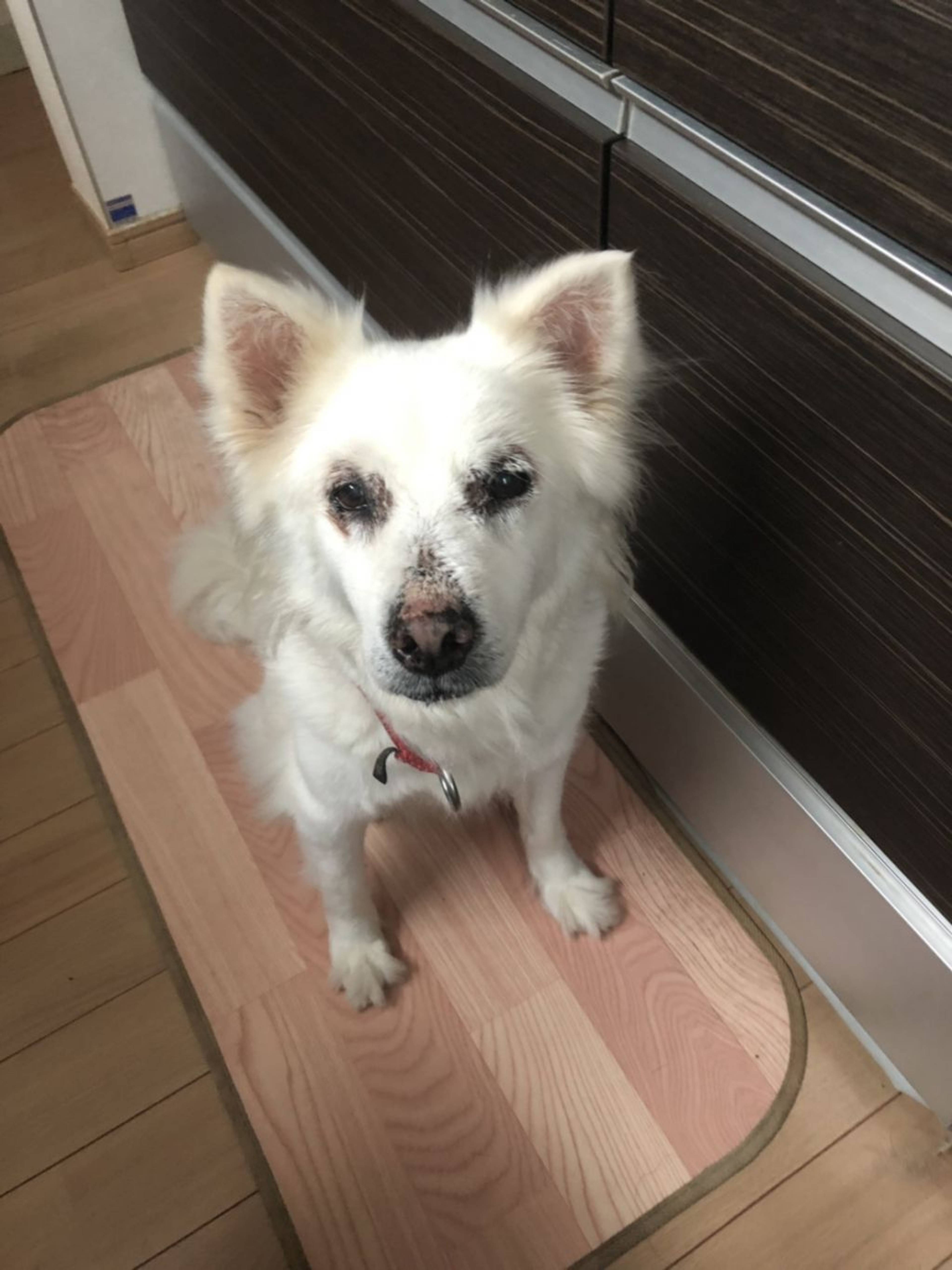 雑種（ミックス犬）・メスの里親募集の写真