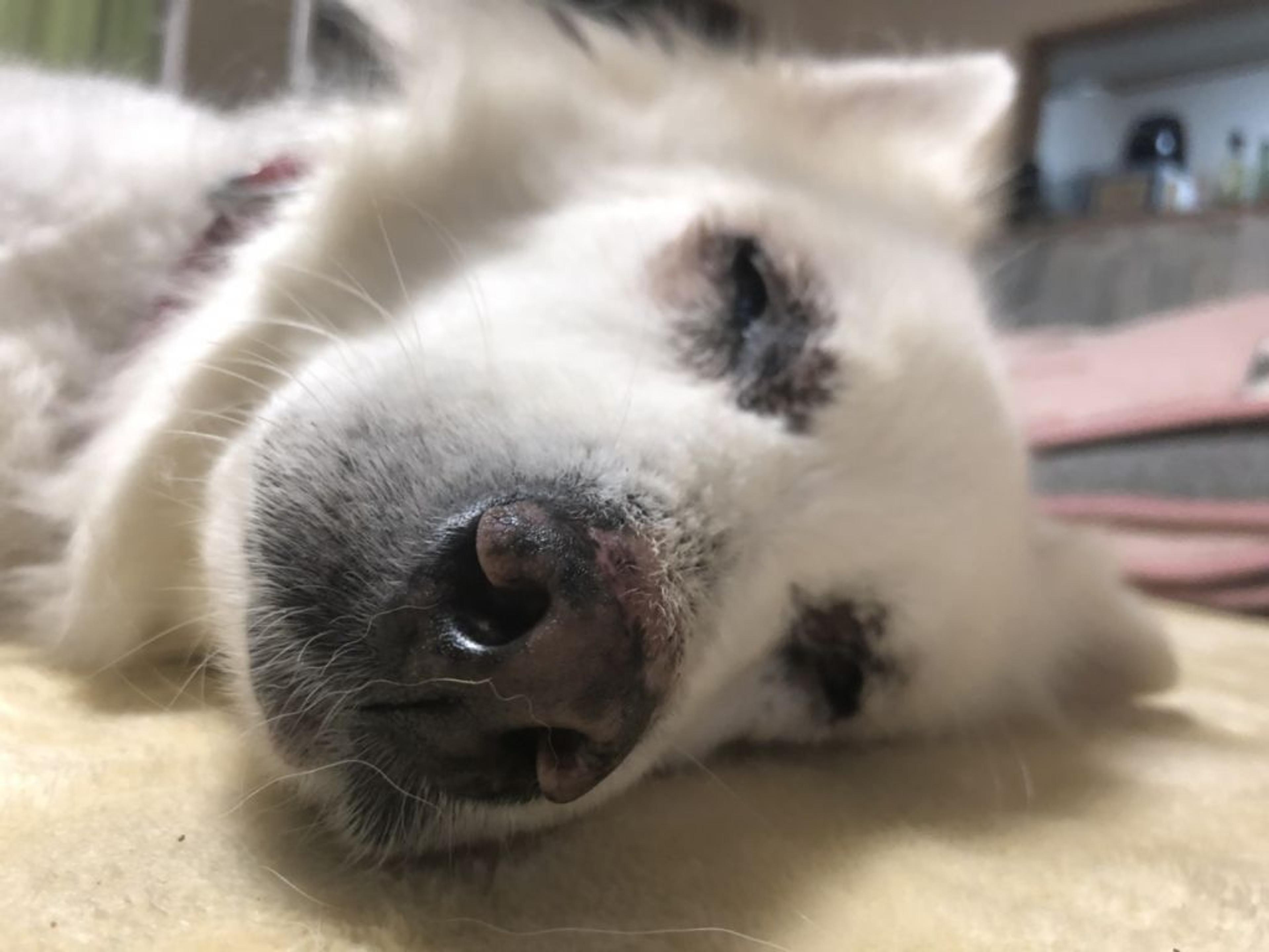 pet-image-3