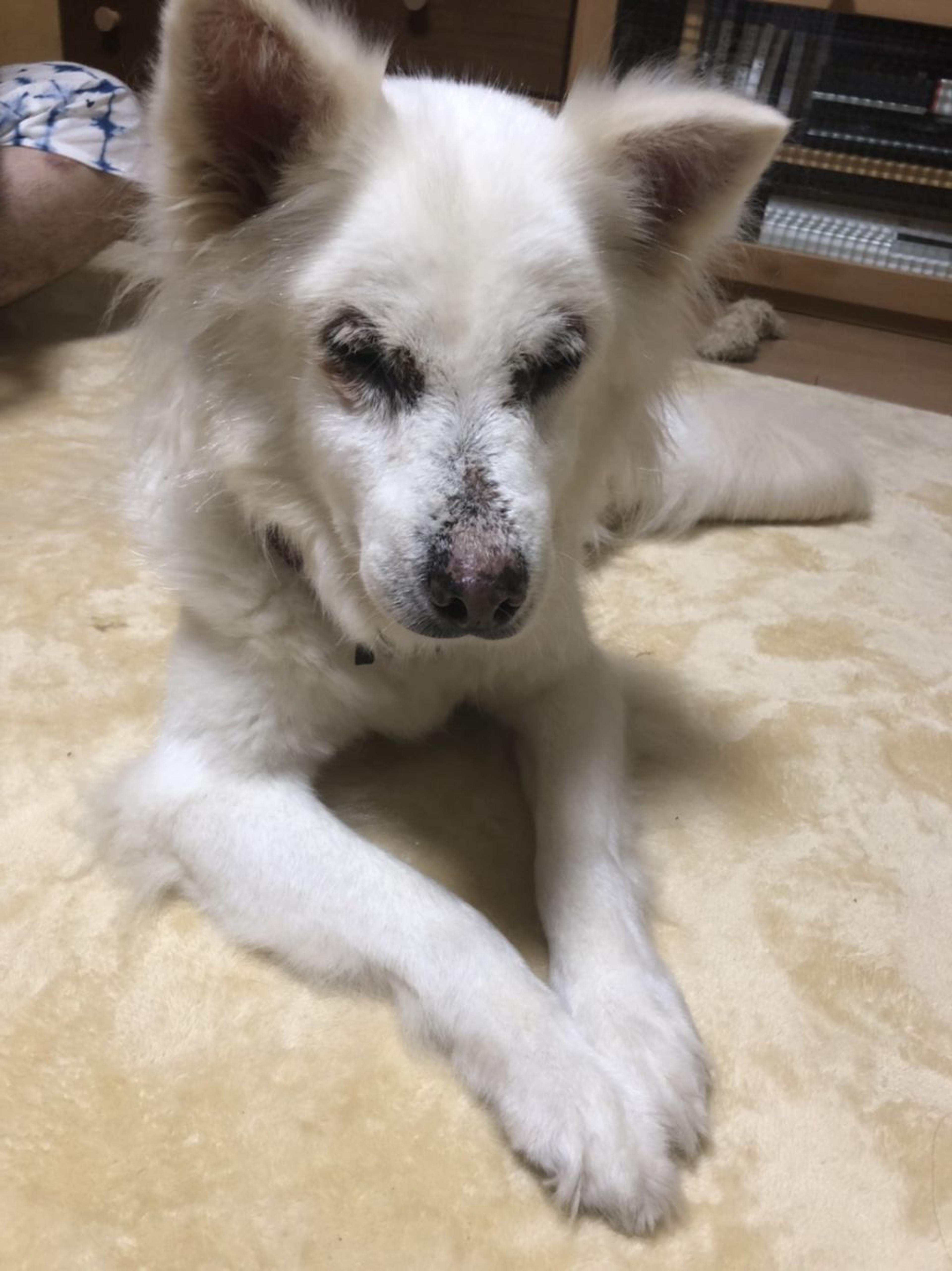 pet-image-4