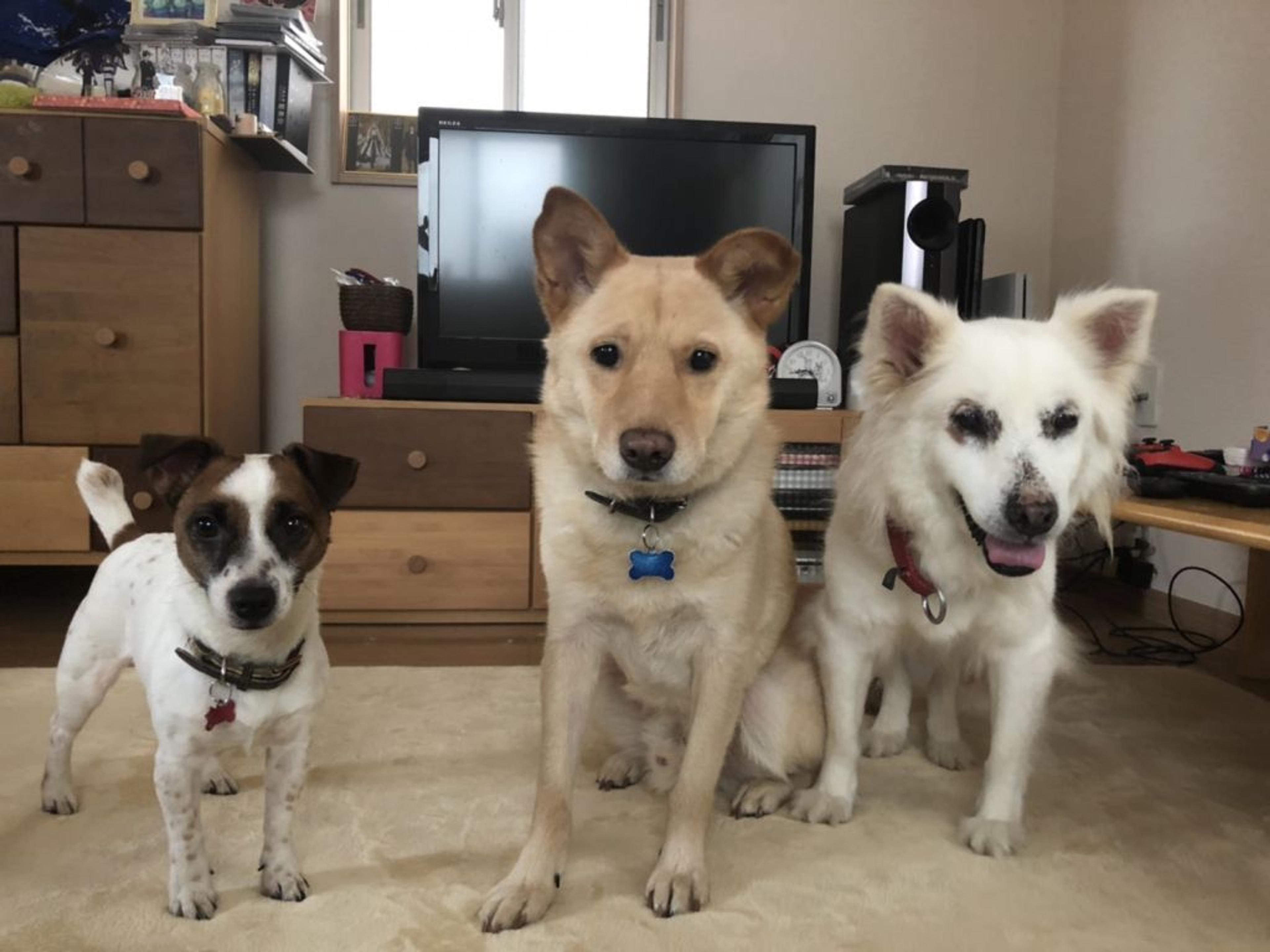 pet-image-5