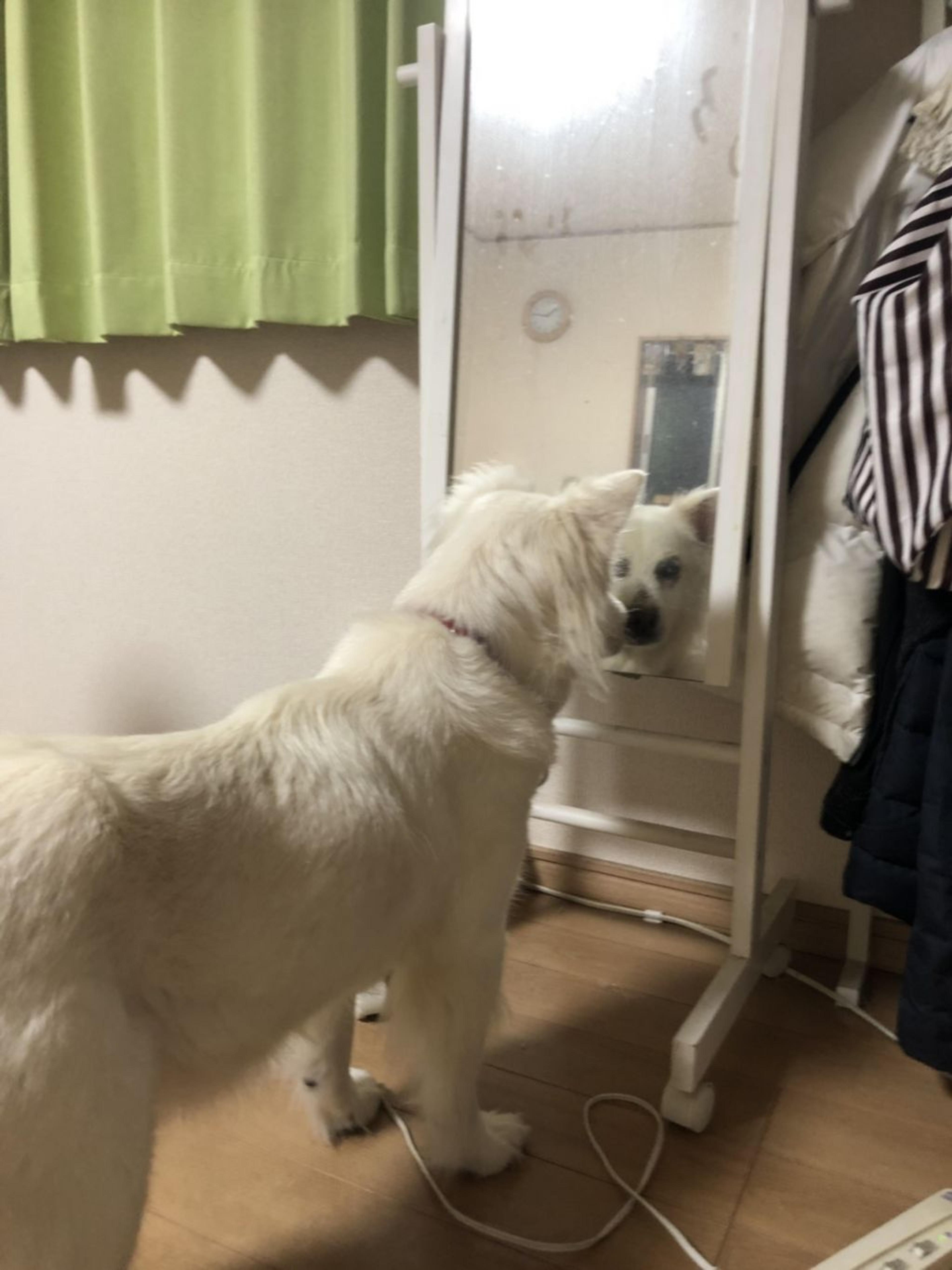 pet-image-6