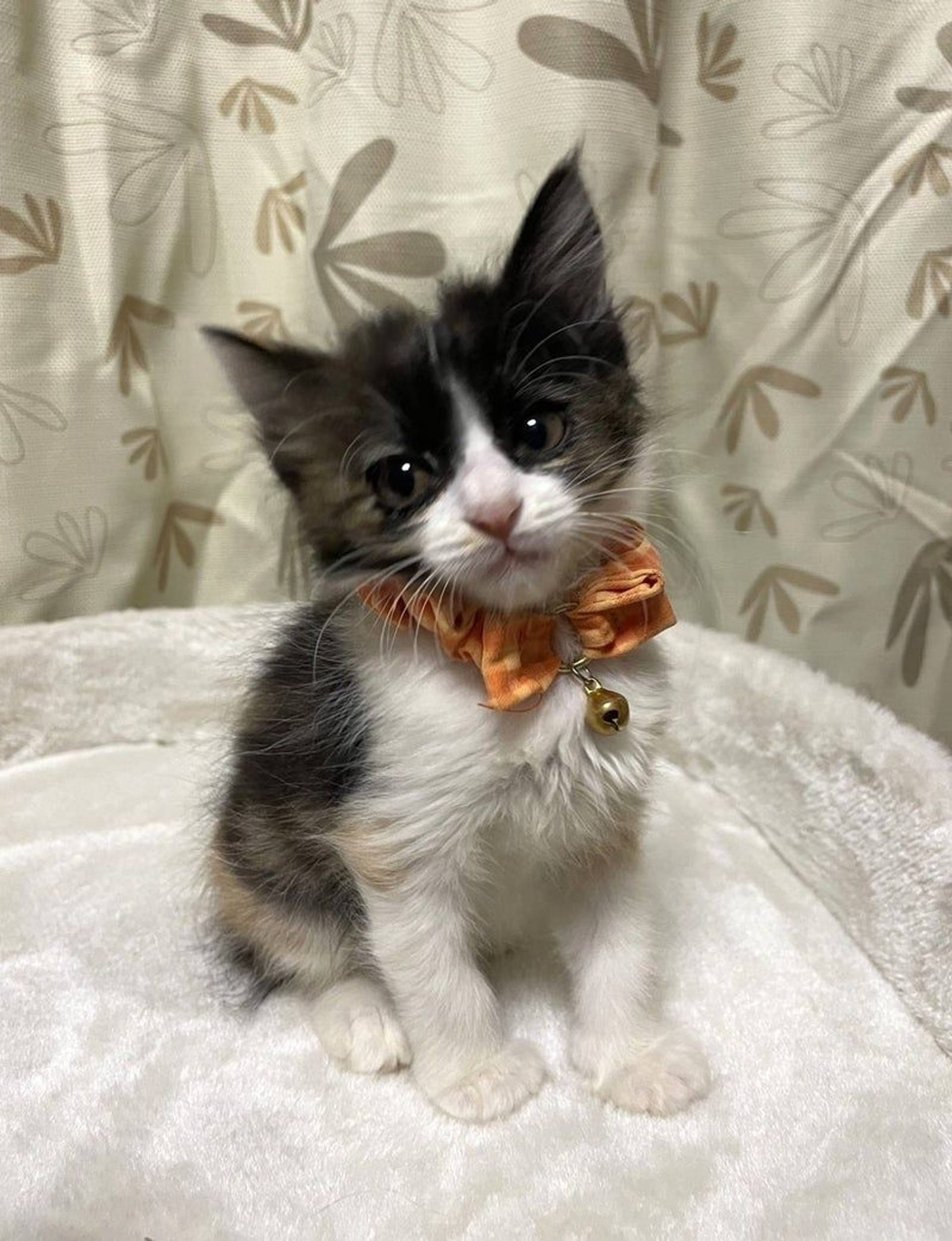 日本猫・メスの里親募集の写真