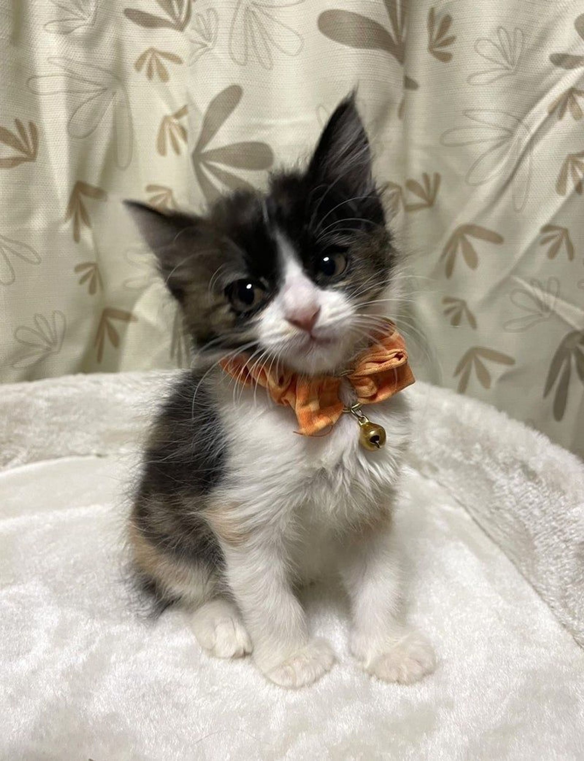 日本猫・メスの里親募集の写真
