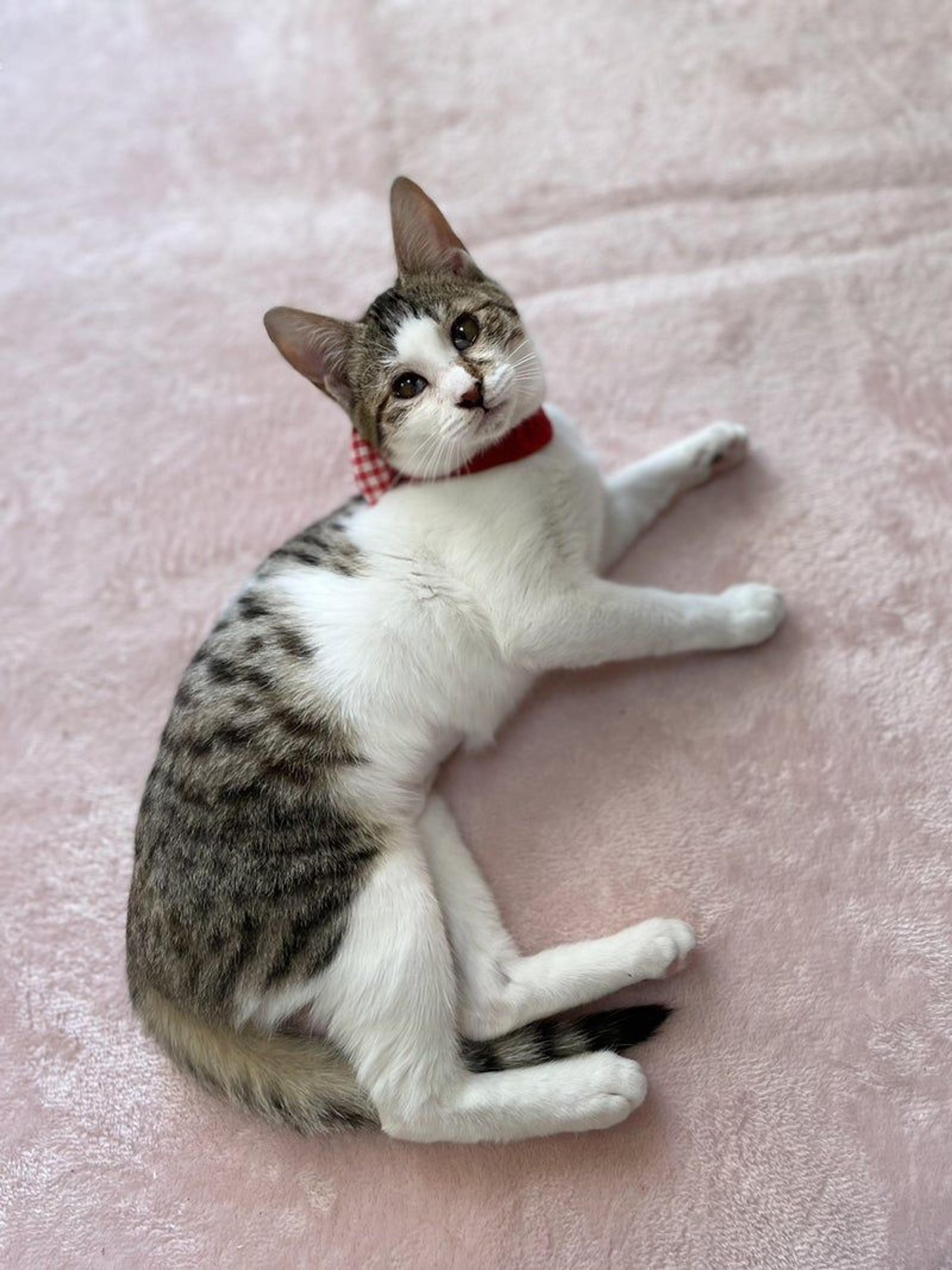 pet-image-2