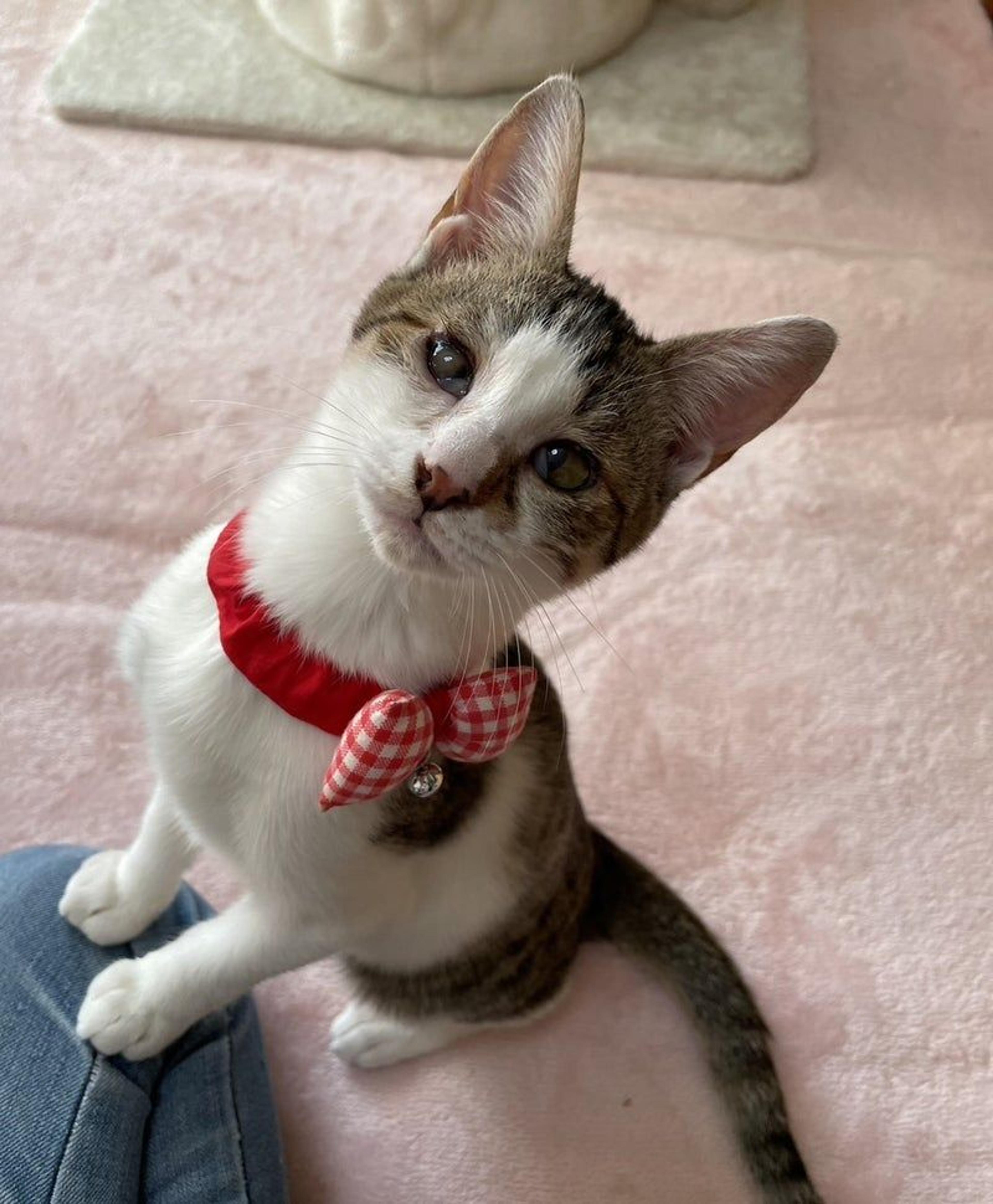 pet-image-3
