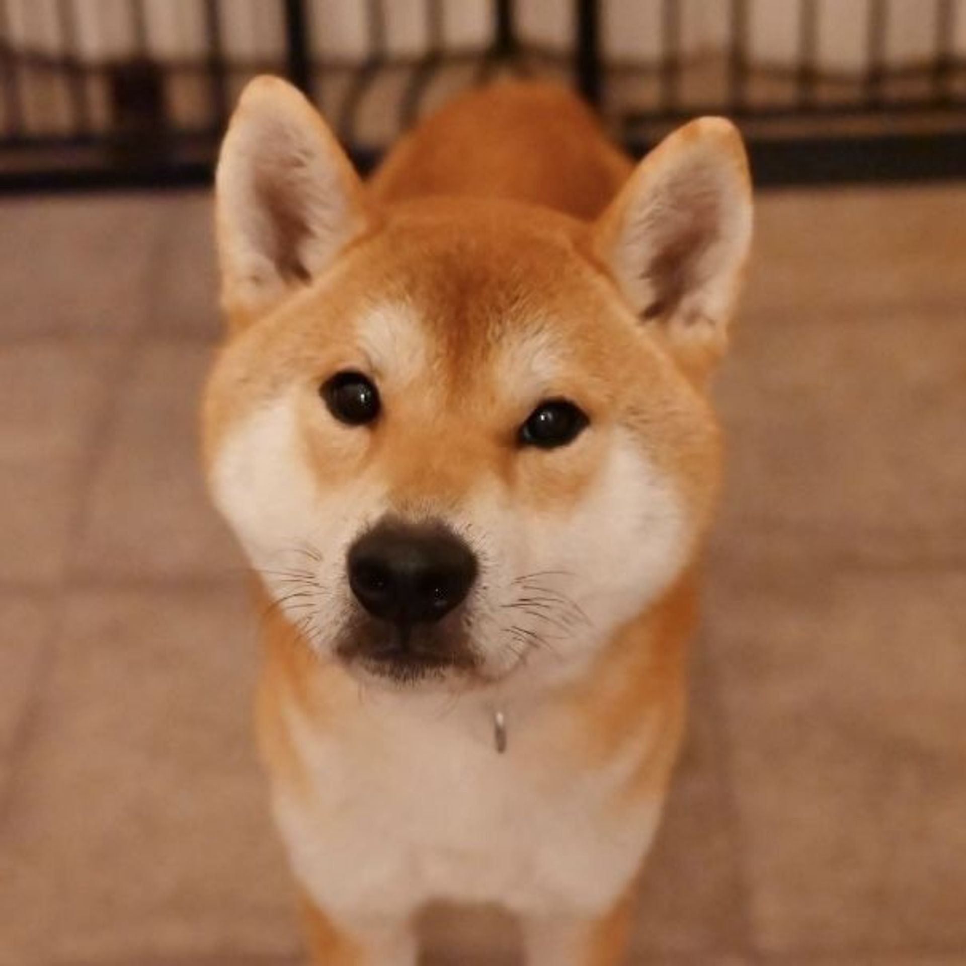 柴犬・オスの里親募集の写真