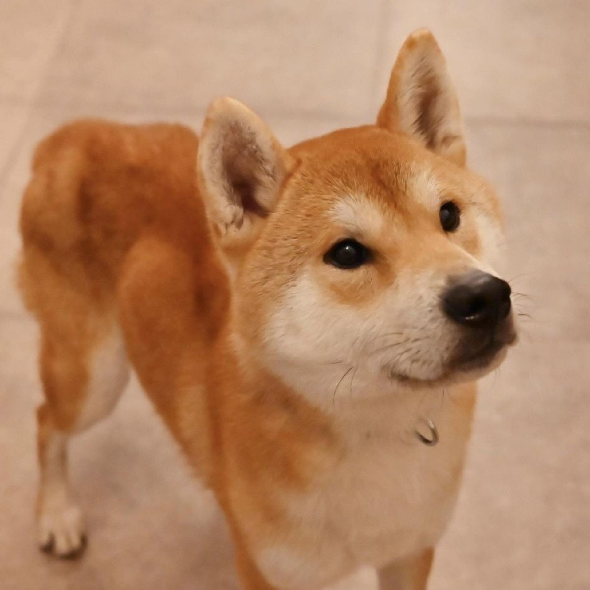 pet-image-4