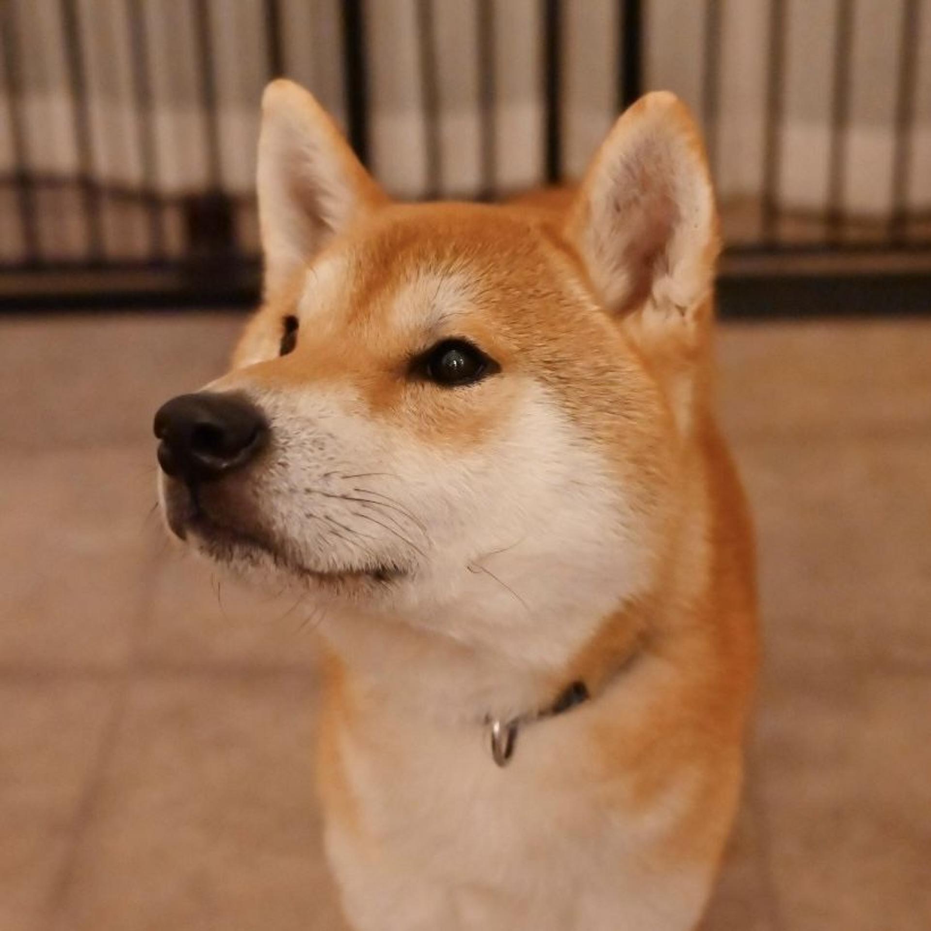 pet-image-5