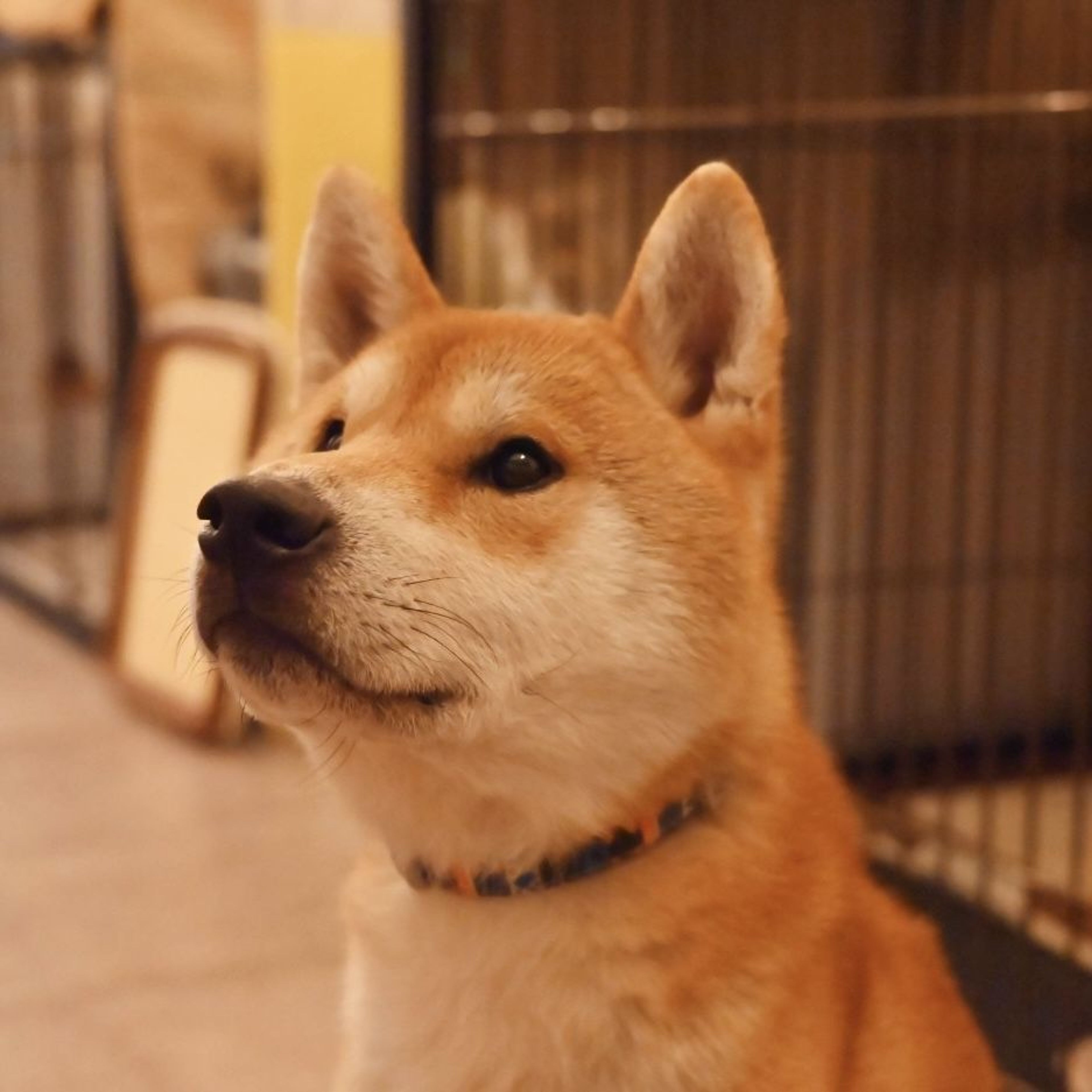 pet-image-6
