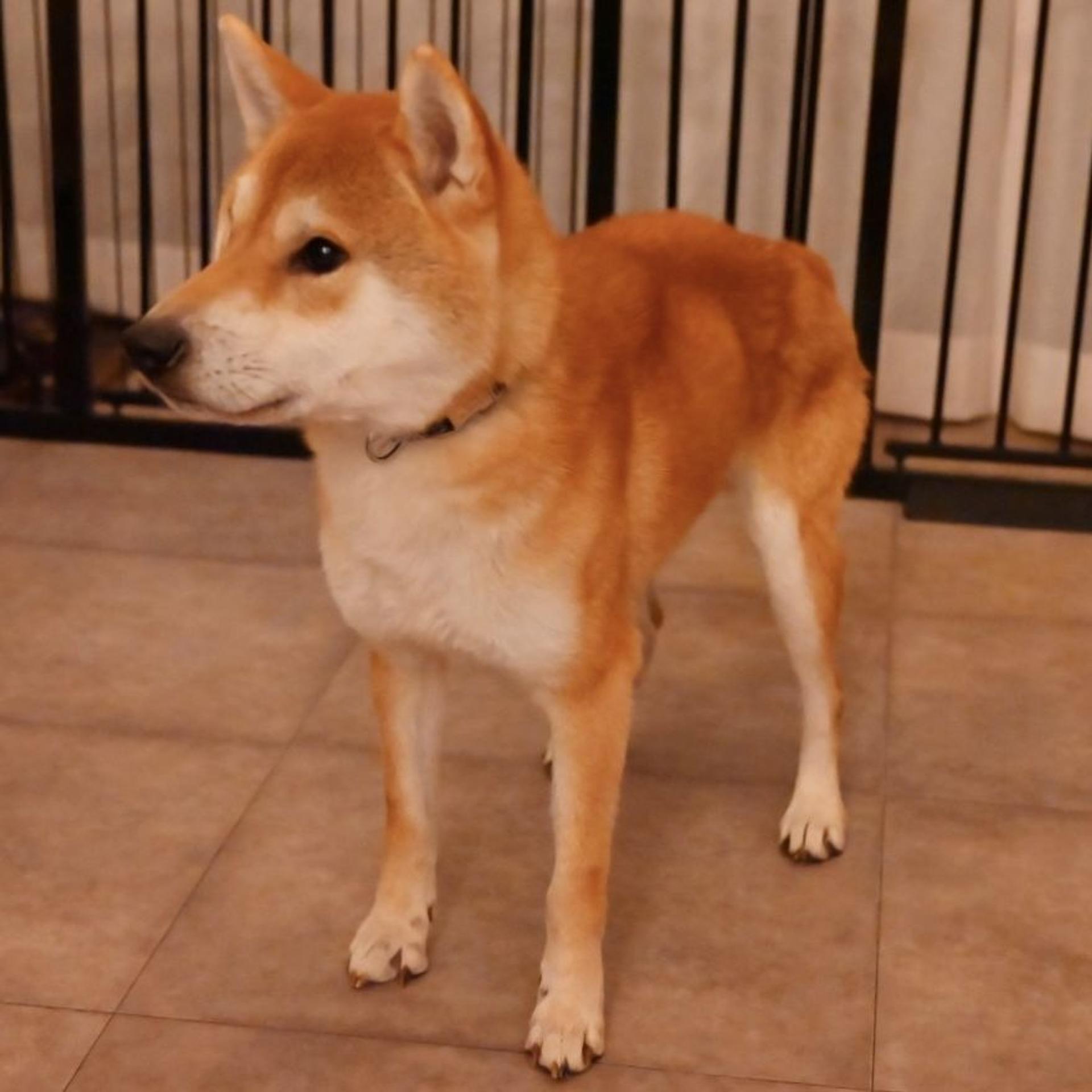 pet-image-7