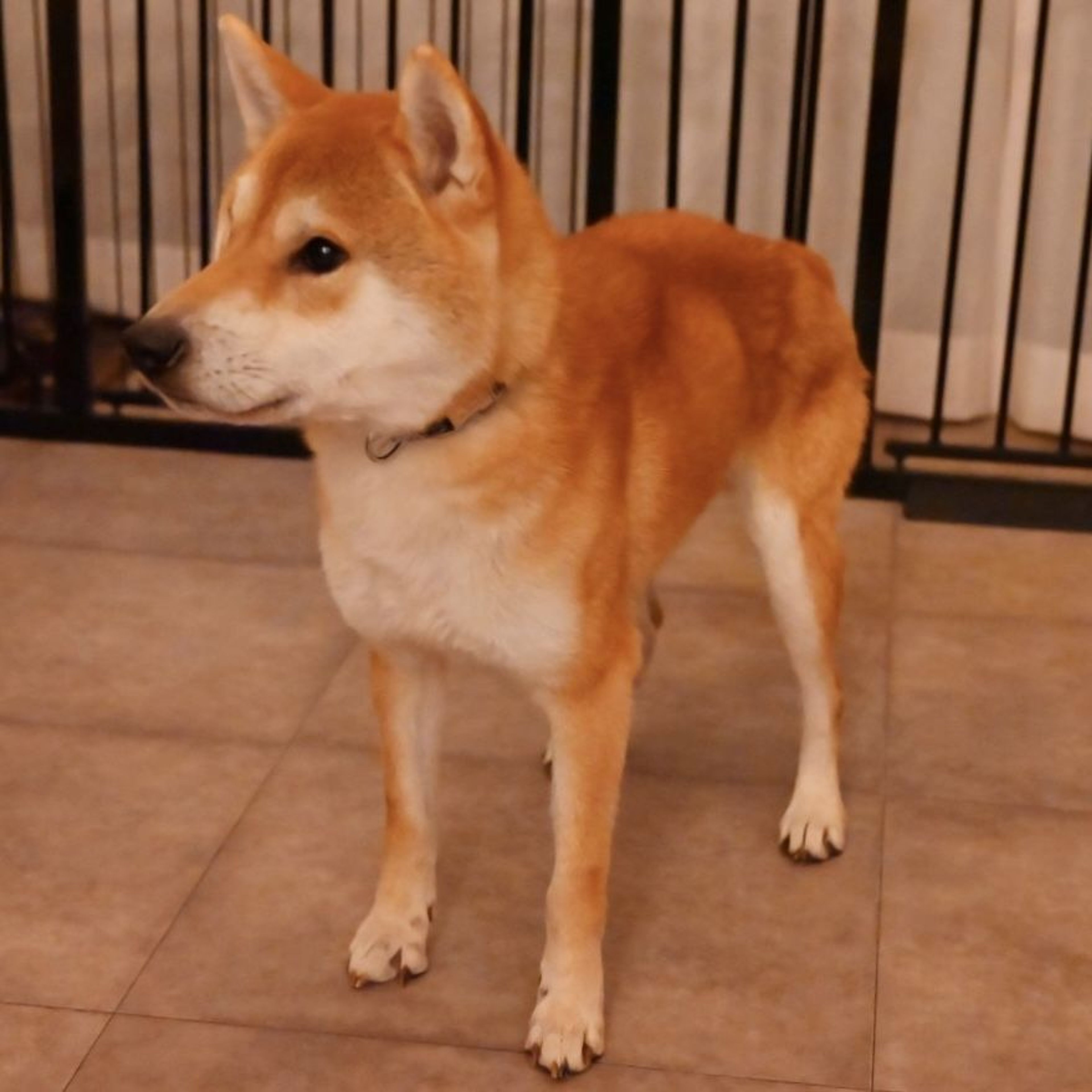 pet-image-7