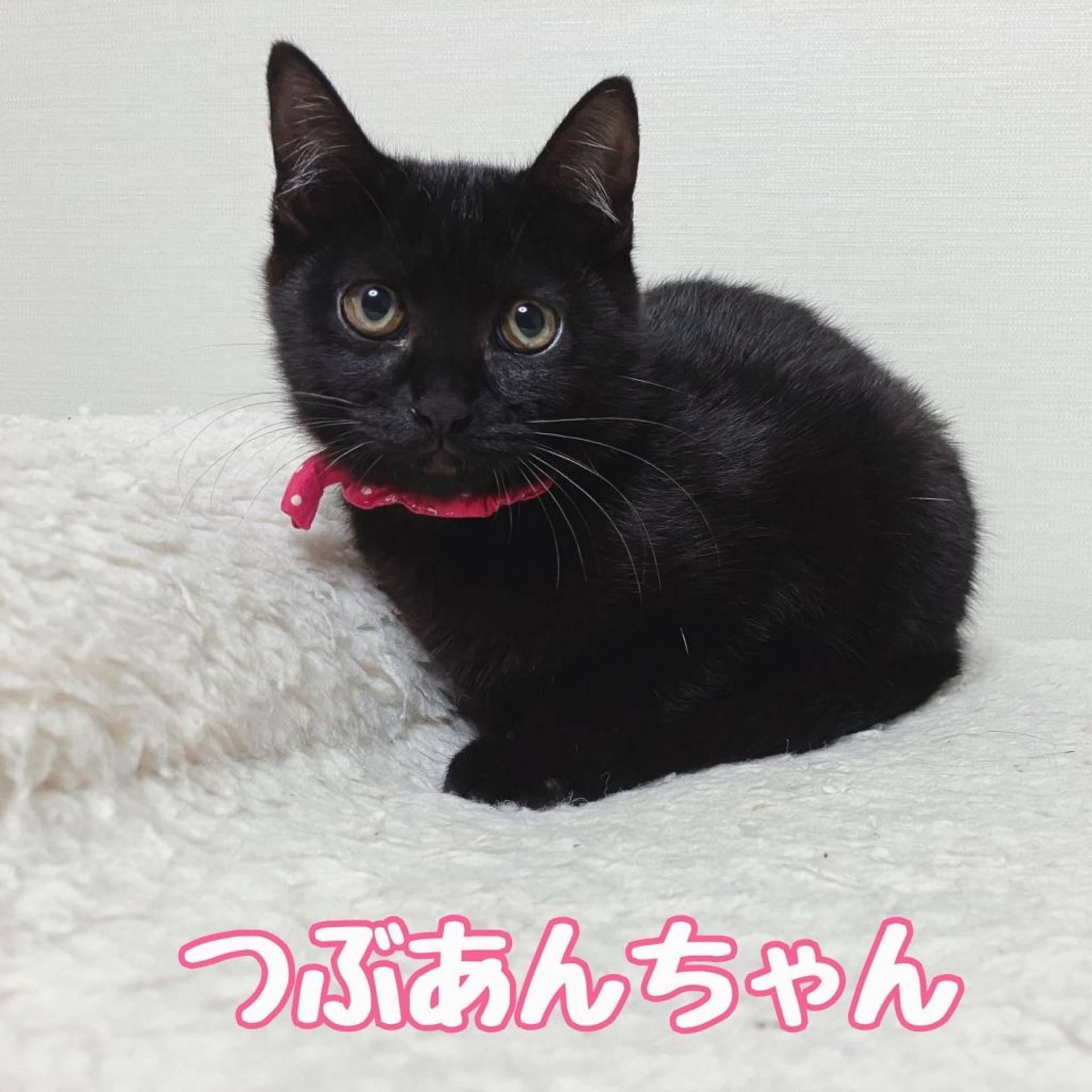 雑種（ミックス猫）・メスの里親募集の写真