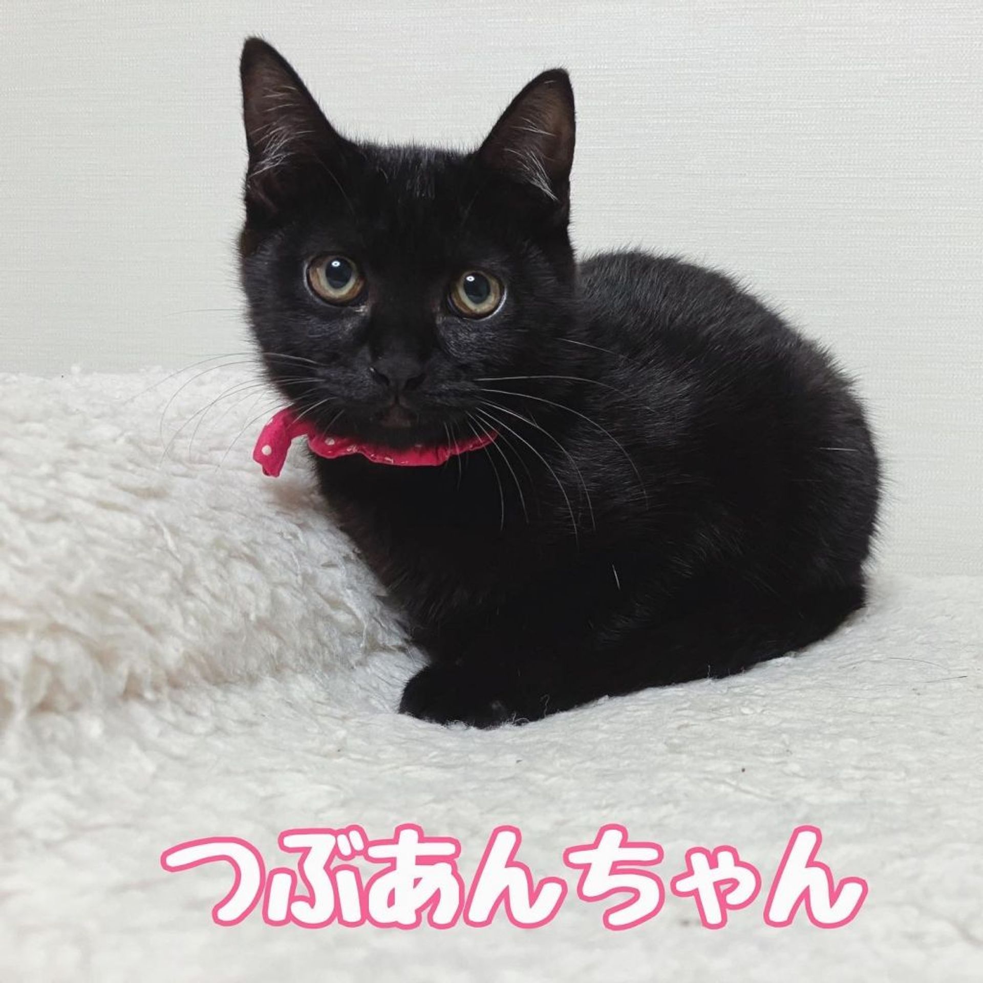 雑種（ミックス猫）・メスの里親募集の写真