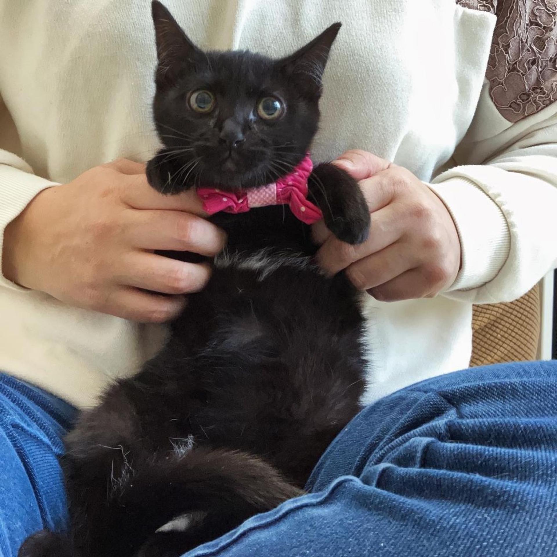 pet-image-2