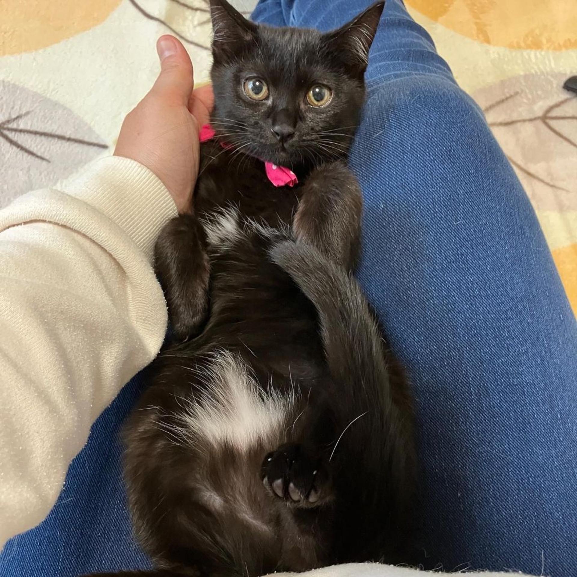 pet-image-3