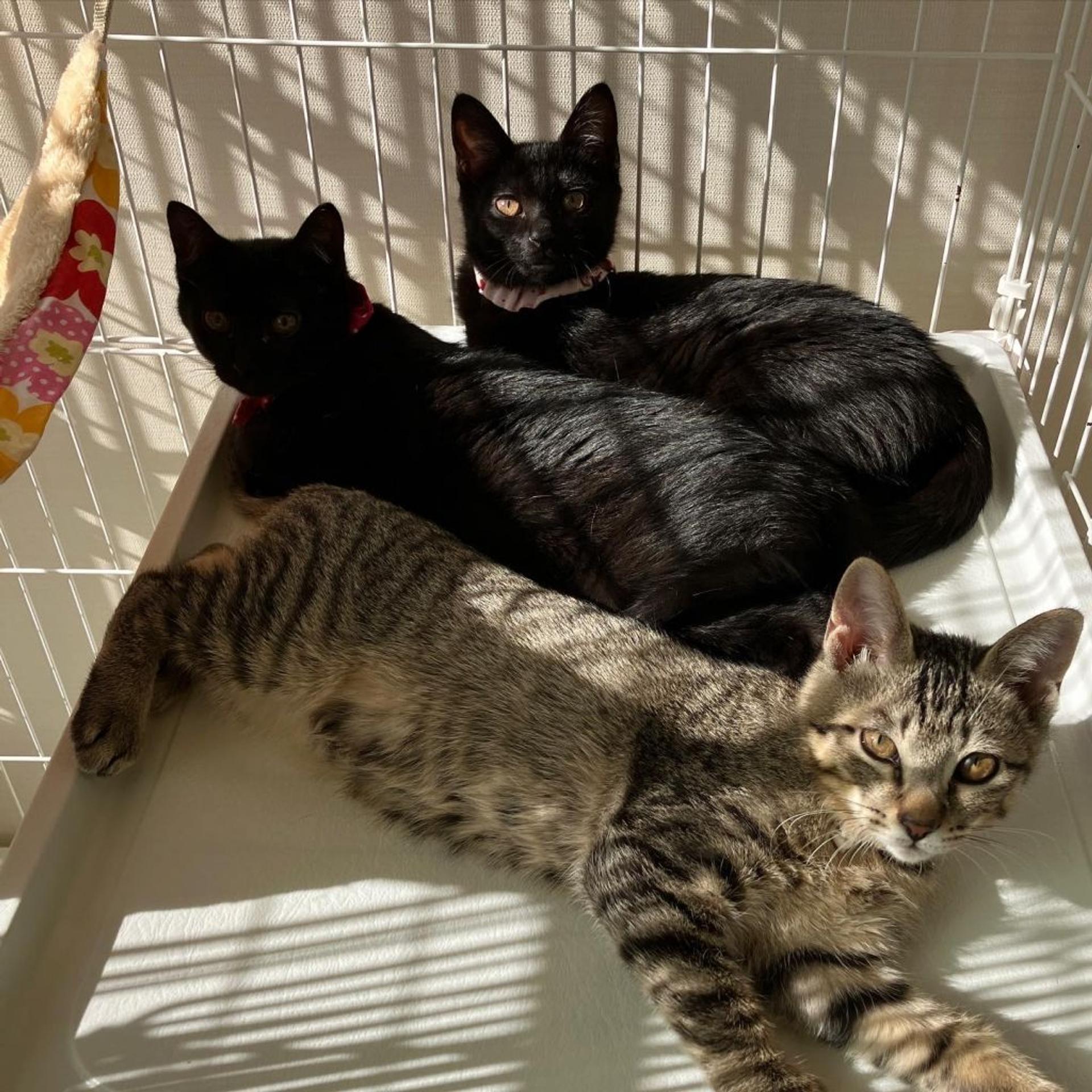 pet-image-5