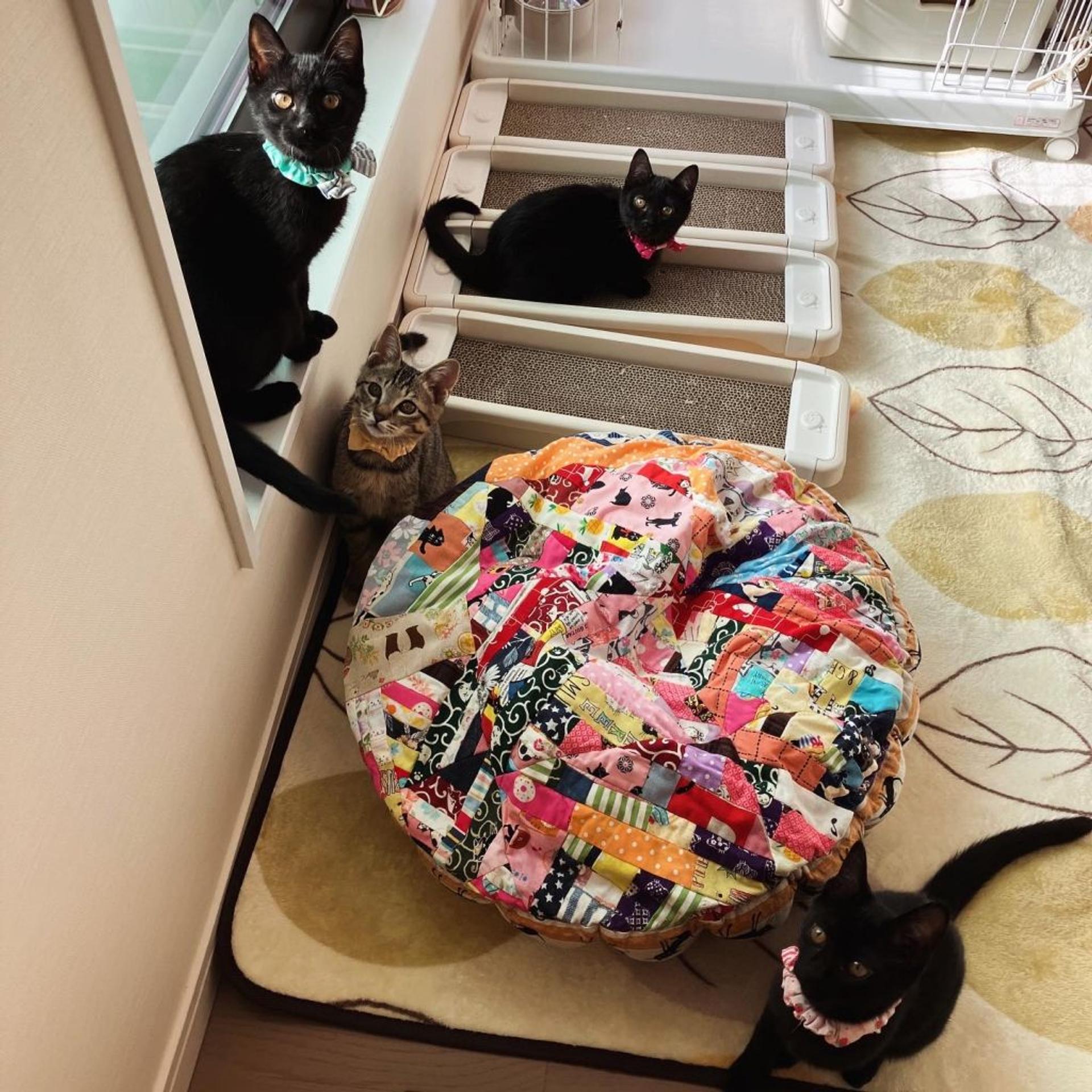 pet-image-7
