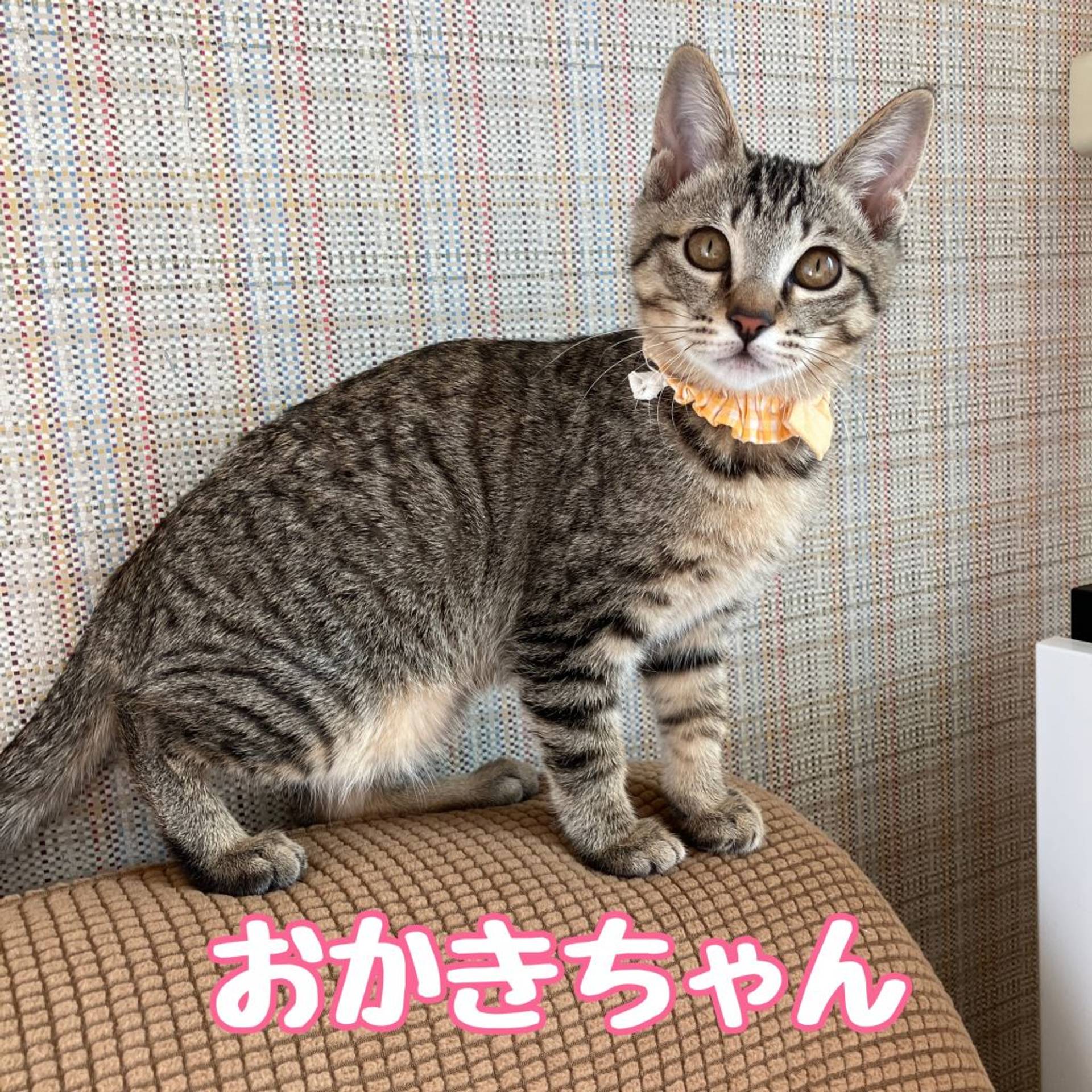 雑種（ミックス猫）・メスの里親募集の写真