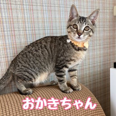 おかきの写真