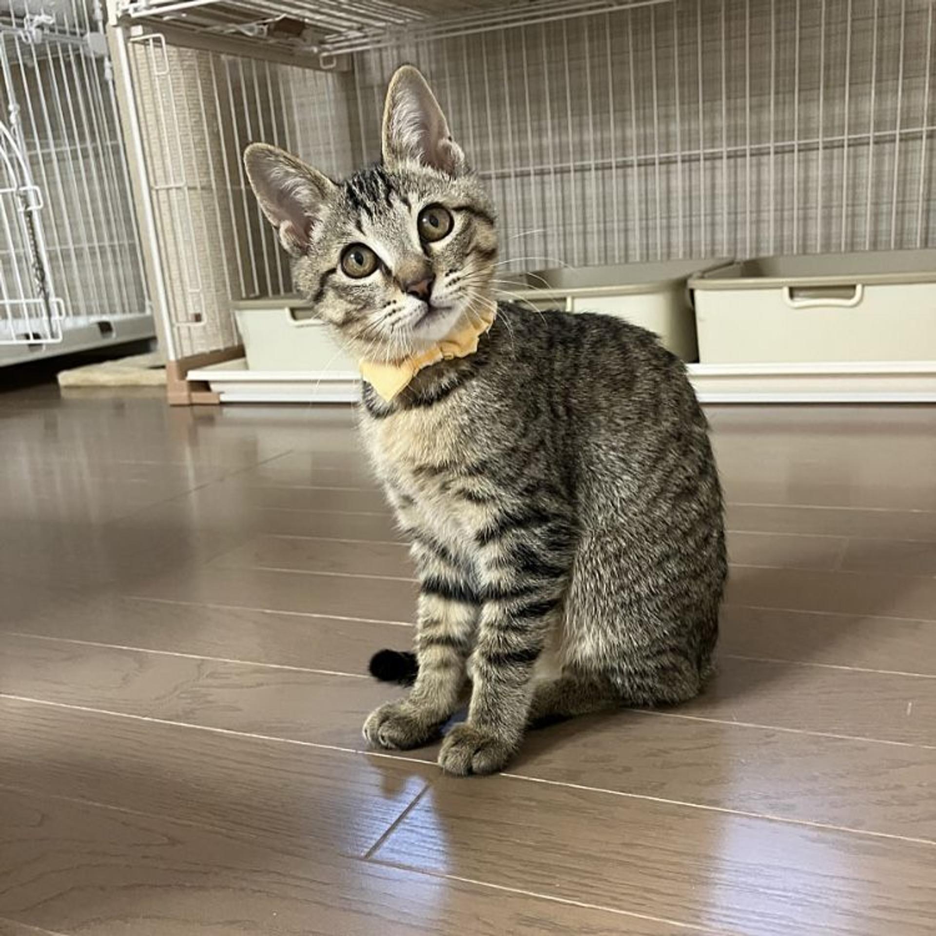 pet-image-2