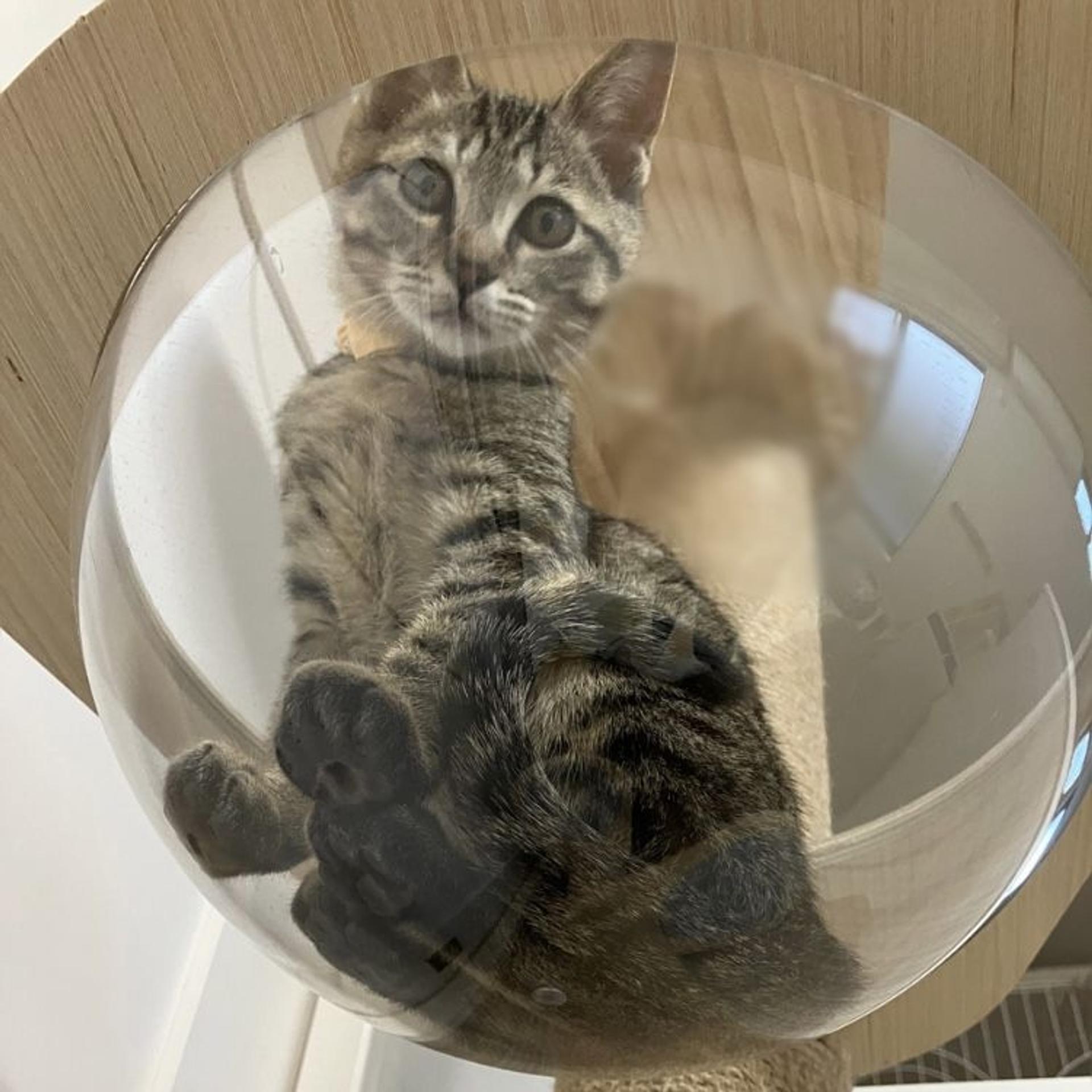 pet-image-4