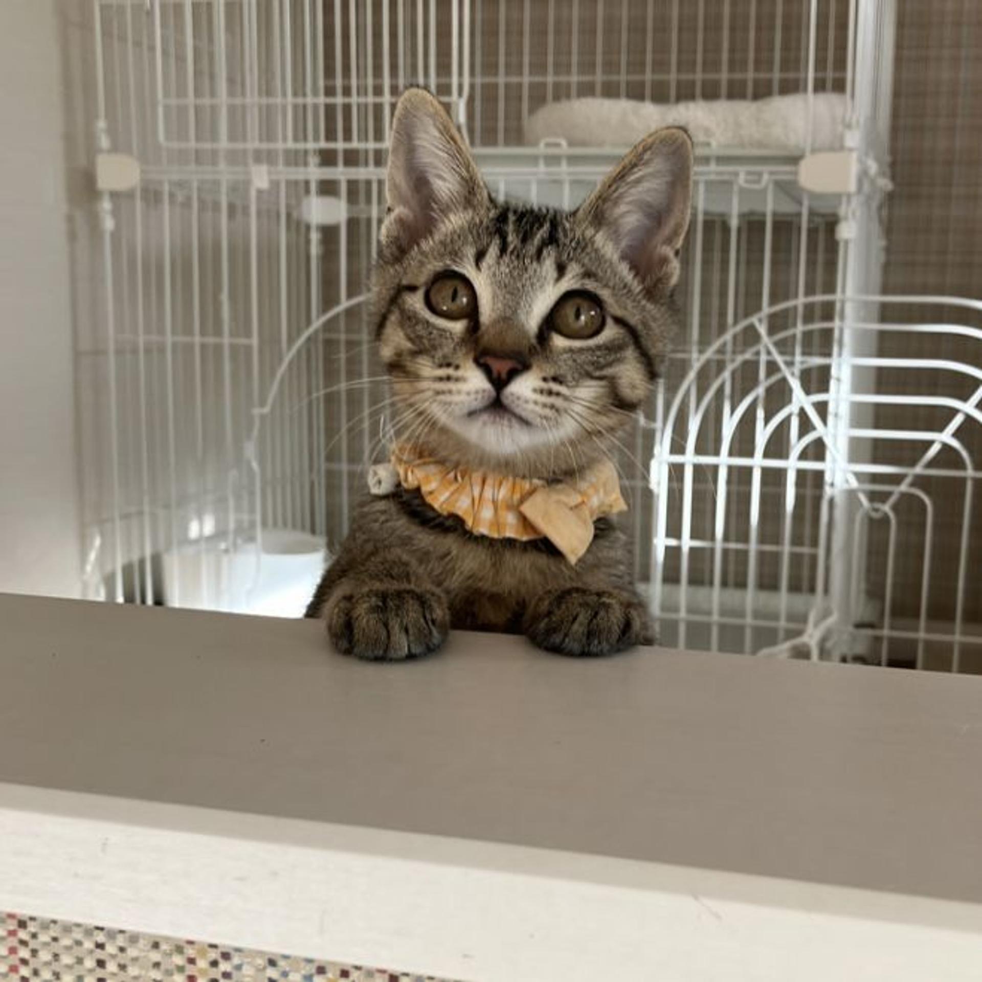 pet-image-6