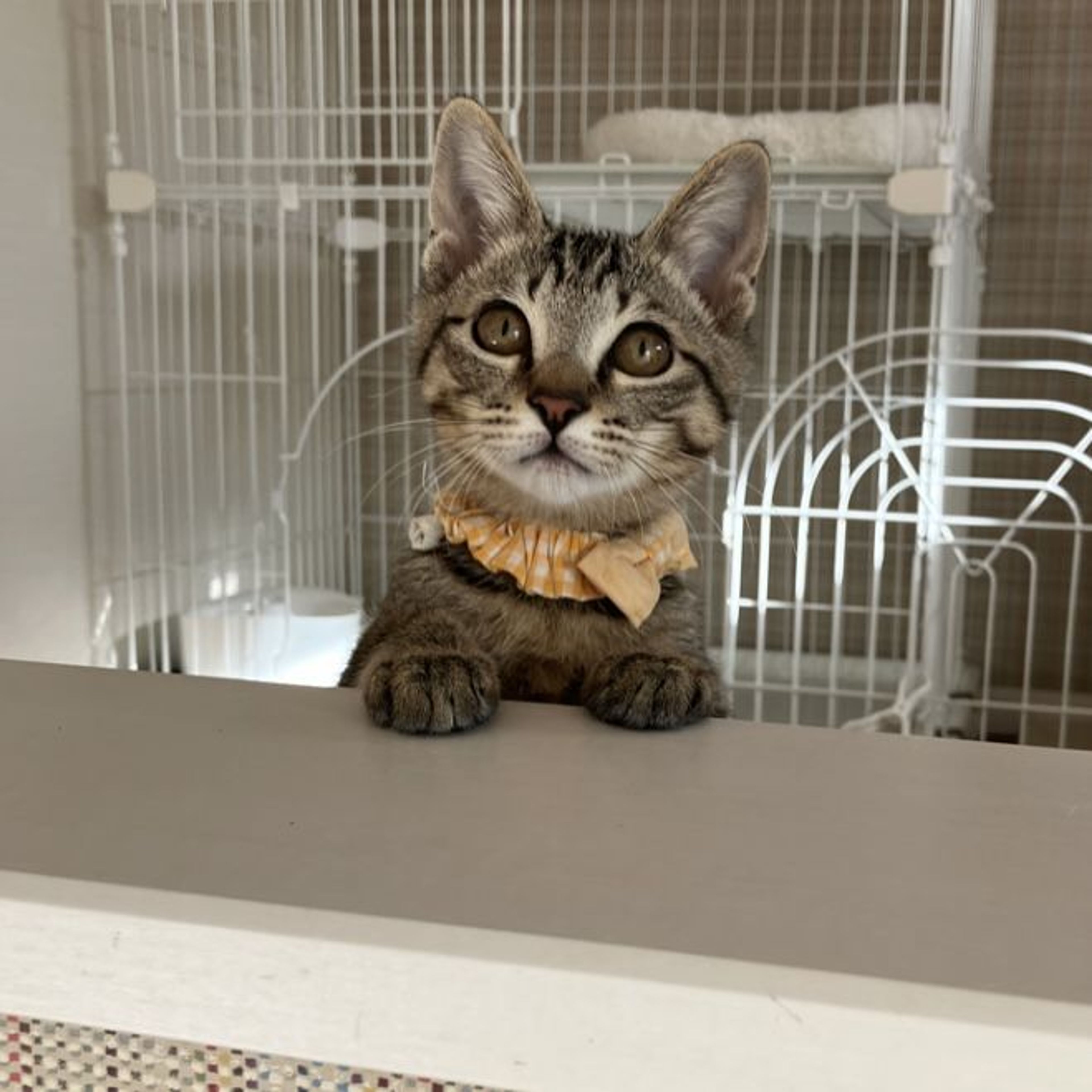 pet-image-6