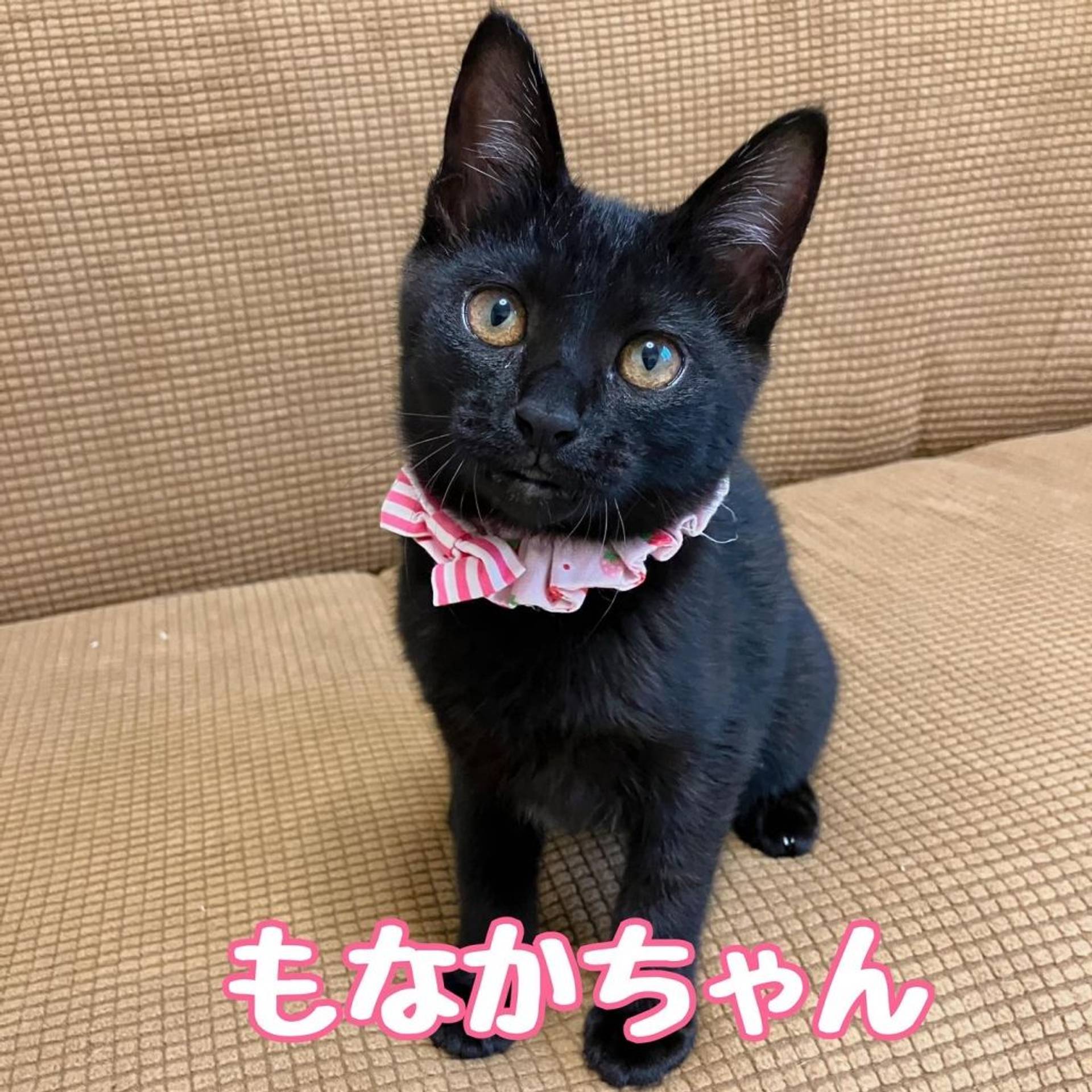雑種（ミックス猫）・メスの里親募集の写真