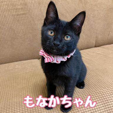もなかの写真