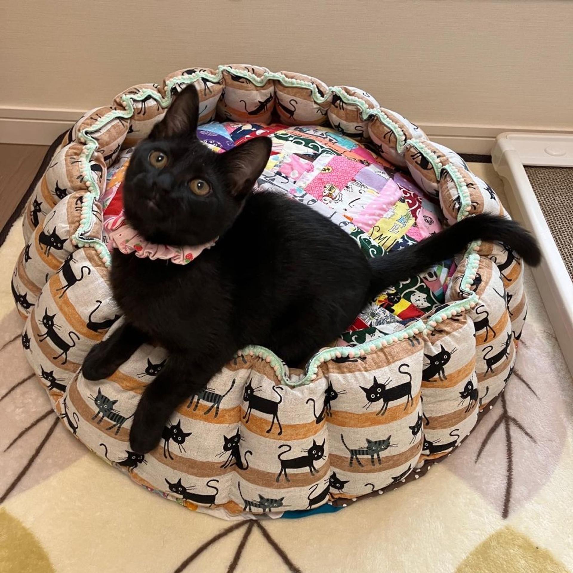 pet-image-4