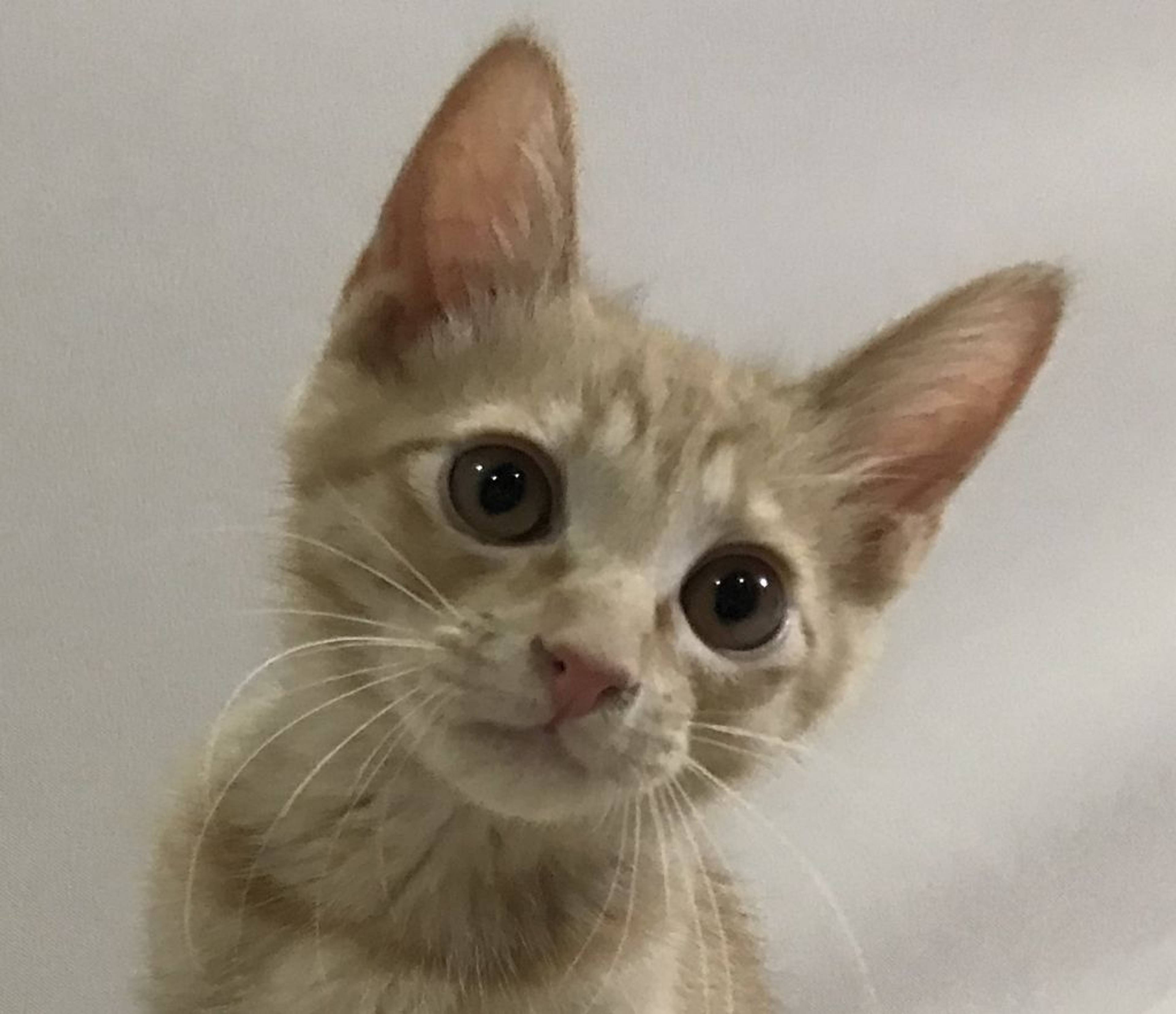 雑種（ミックス猫）・オスの里親募集の写真